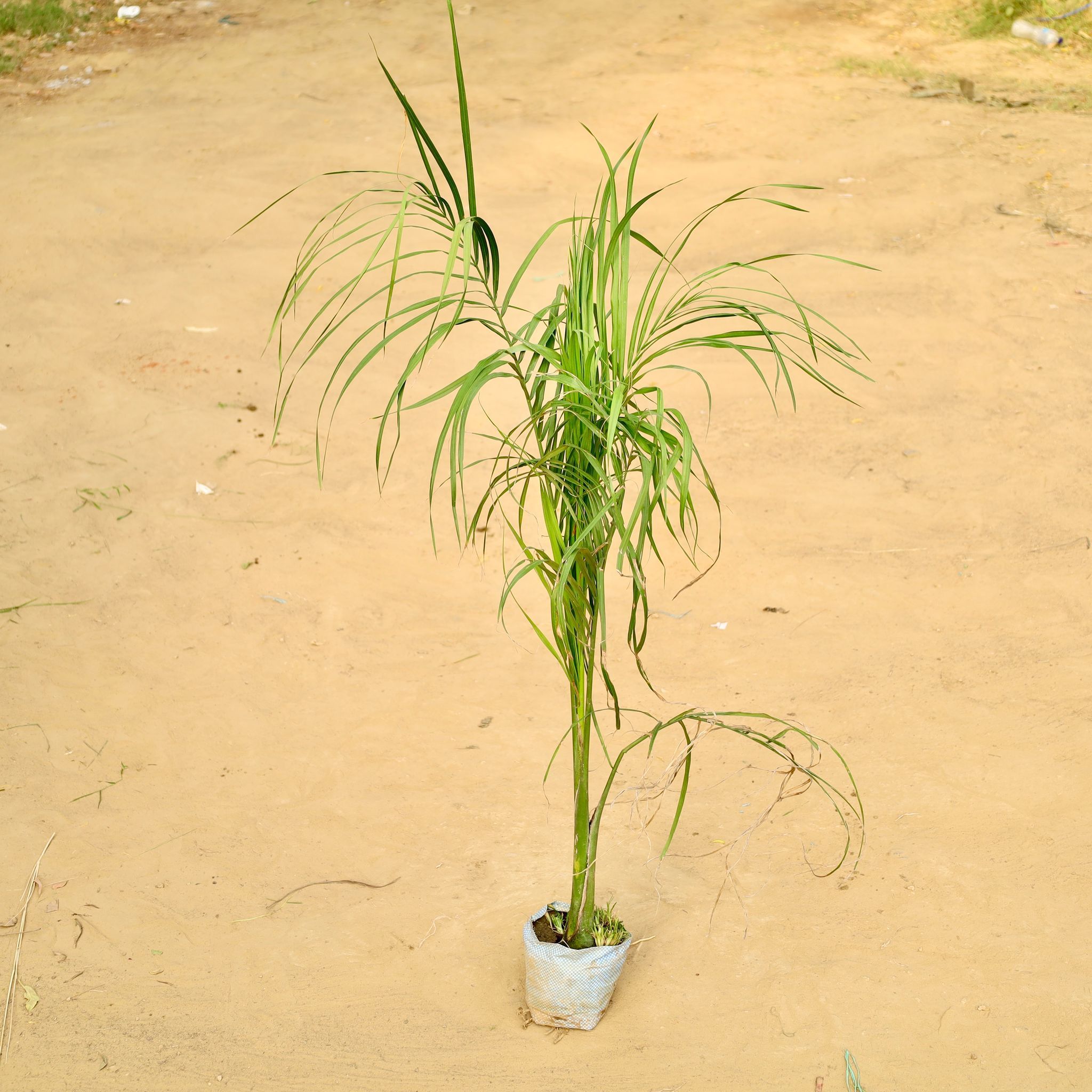 Bottle Palm (~ 3 Ft) in 5 inch Nursery Bag