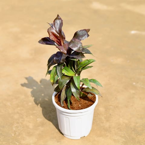 Dracaena Crimson Crush in 6 Inch Live Plant White Super Nursery Pot