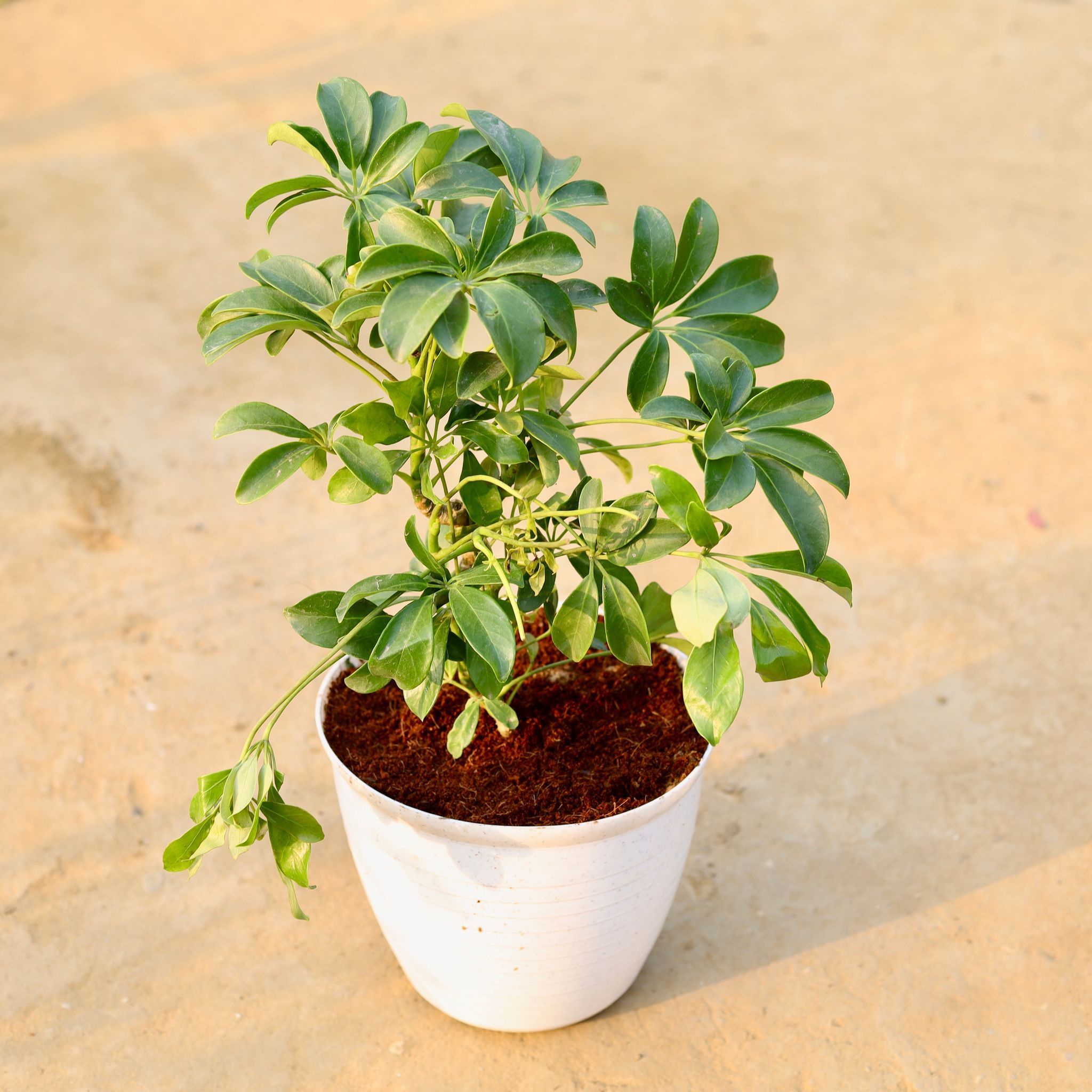 Schefflera Green Bushy (~ 2 Ft) in 08 Inch White Marble Premium Milo Round Plastic Pot