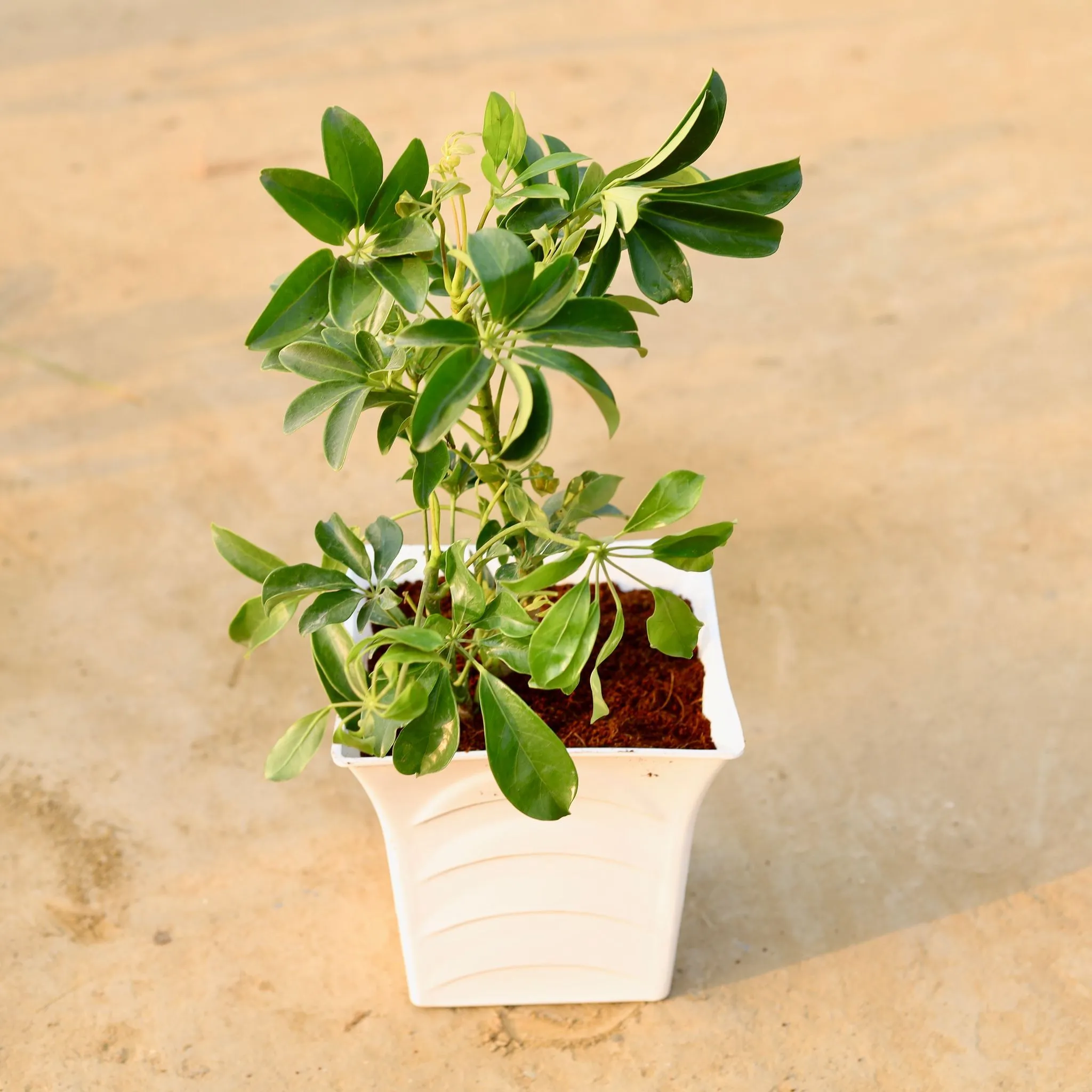 Schefflera Green Bushy (~ 2 Ft) in 08 Inch White Premium Tokyo Square Plastic Pot