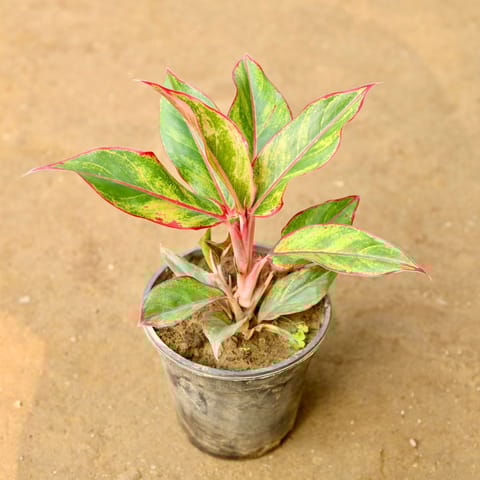 Aglaonema Lipstick in 6 Inch Black Super Nursery Pot
