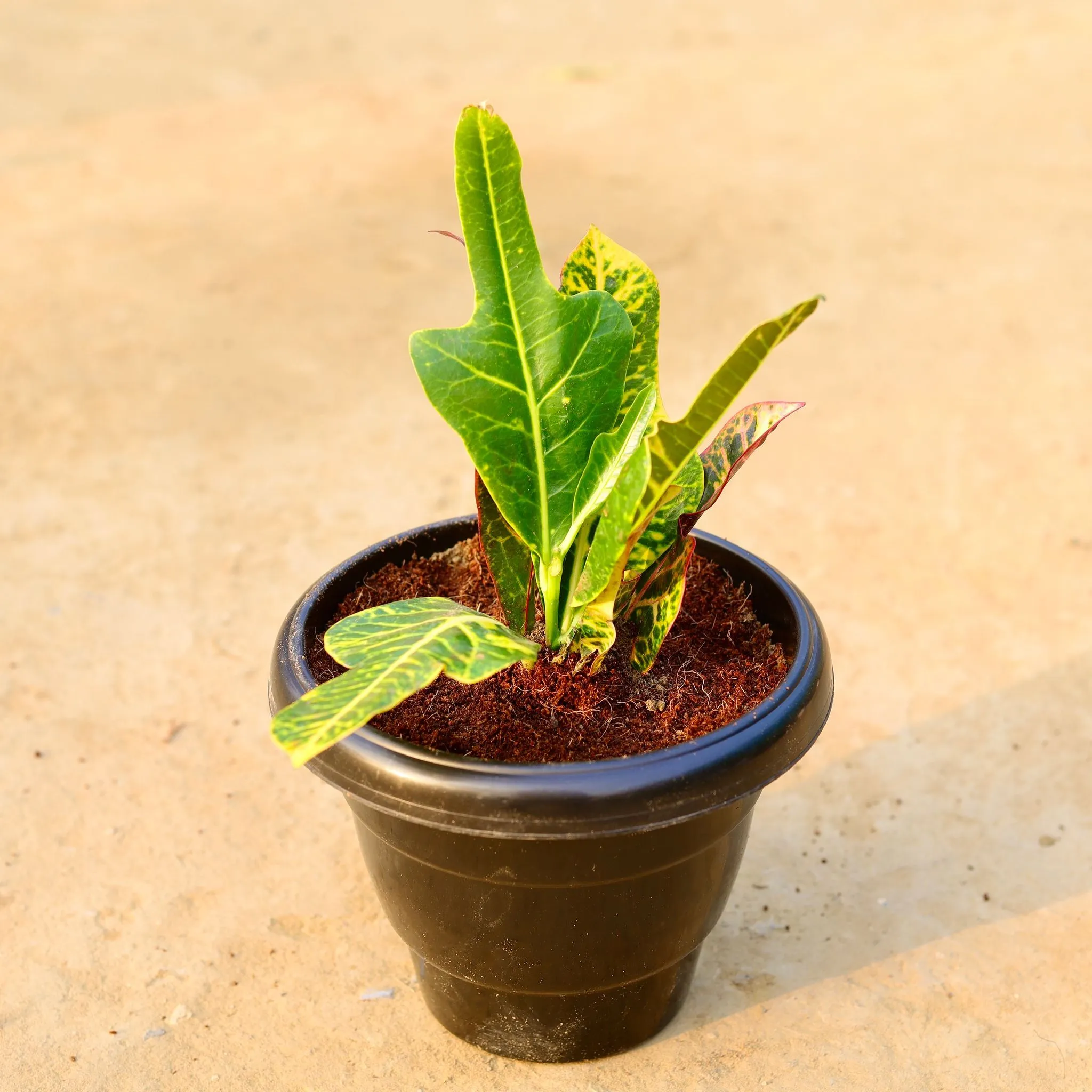 Croton Oakleaf in 8 Inch Black Classy Plastic Pot