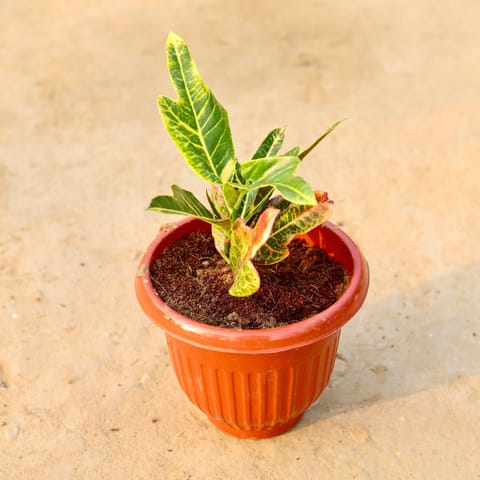 Croton Oakleaf in 8 Inch Terracotta Red Olive Plastic Pot