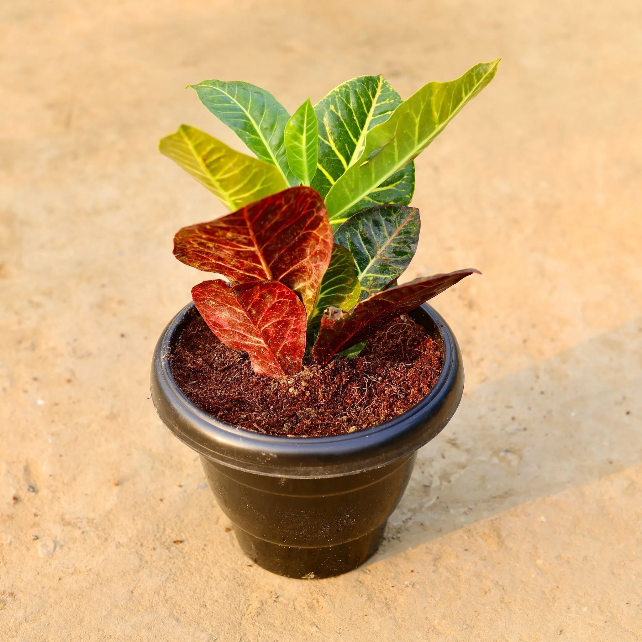 Croton Petra Large in 8 Inch Black Classy Plastic Pot