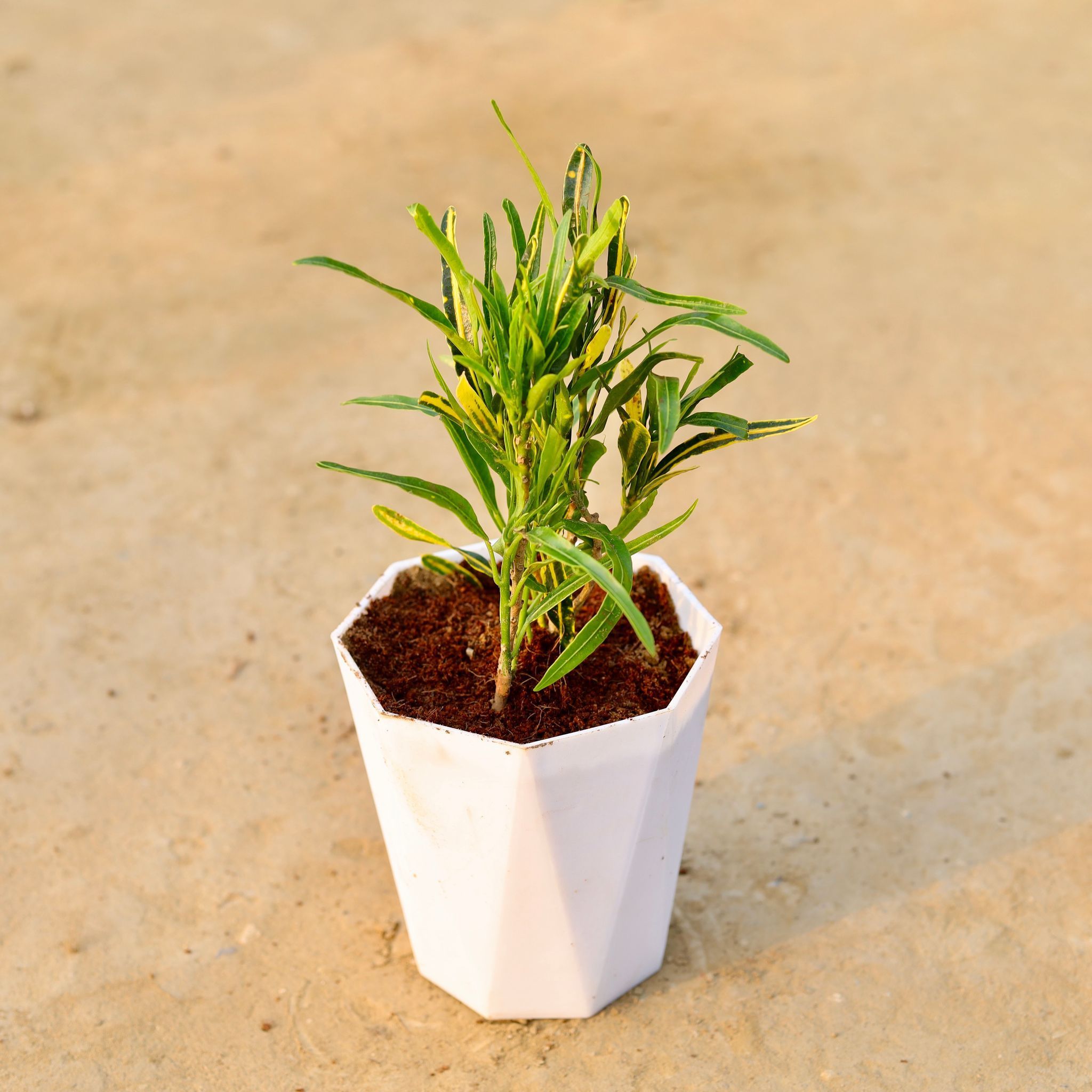 Croton Sunny Star in 6 Inch Marble White Premium Diamanti Plastic Pot