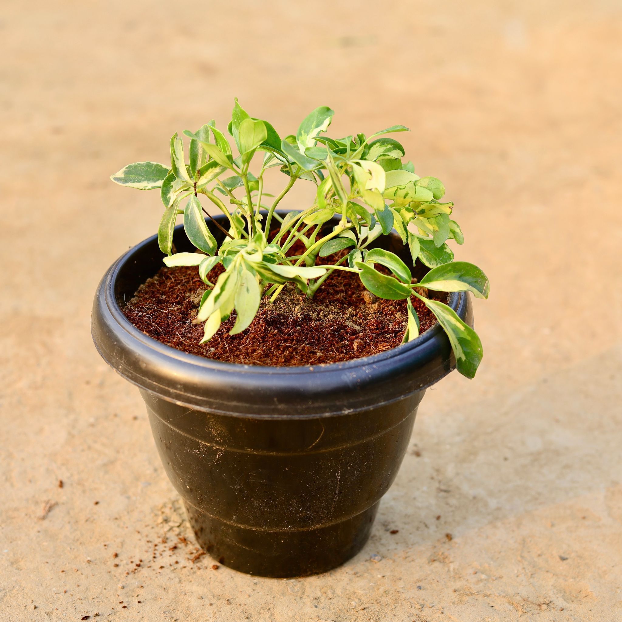 Schefflera Brassia in 8 Inch Black Classy Plastic Pot