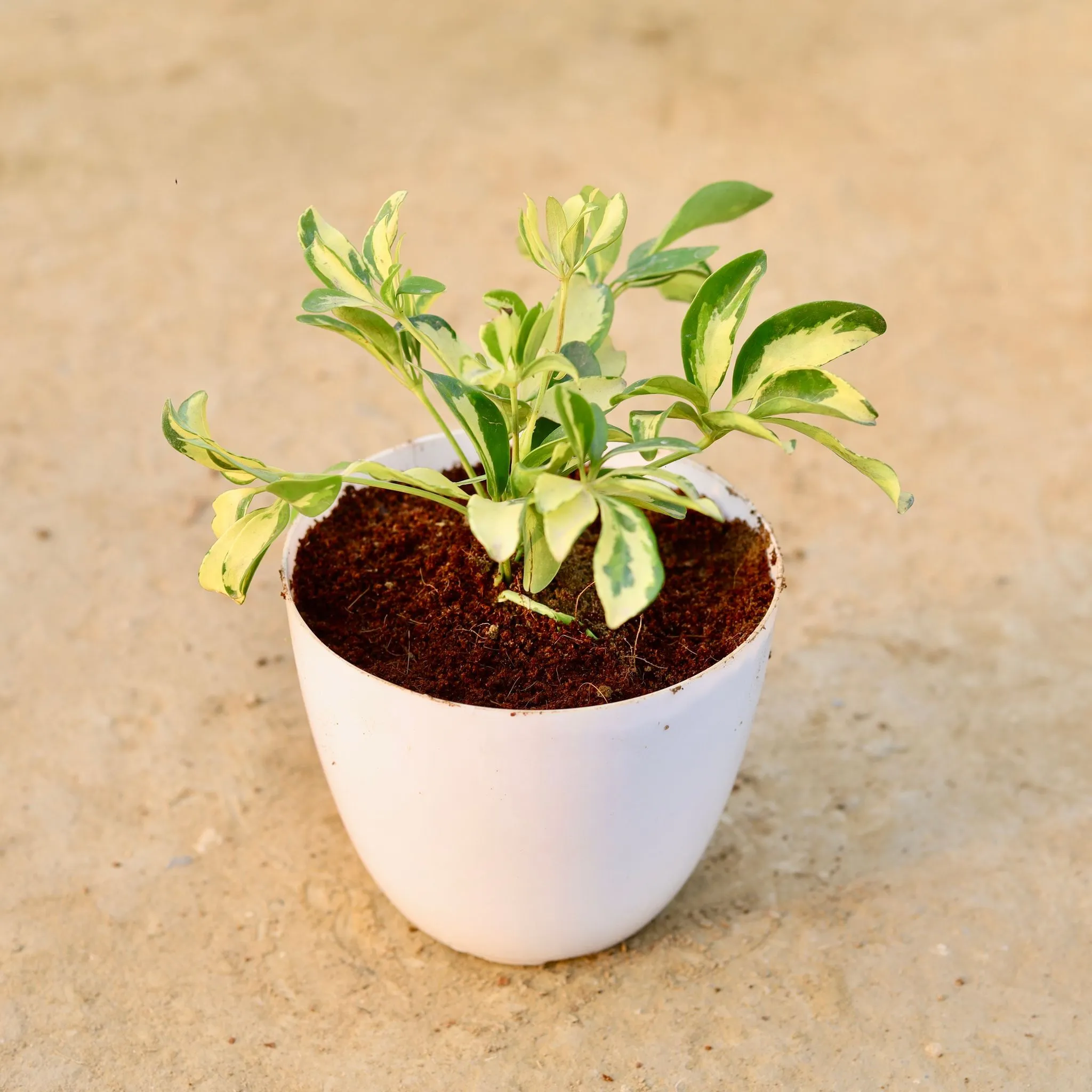 Schefflera Brassia in 6 Inch White Premium Orchid Round Plastic Pot