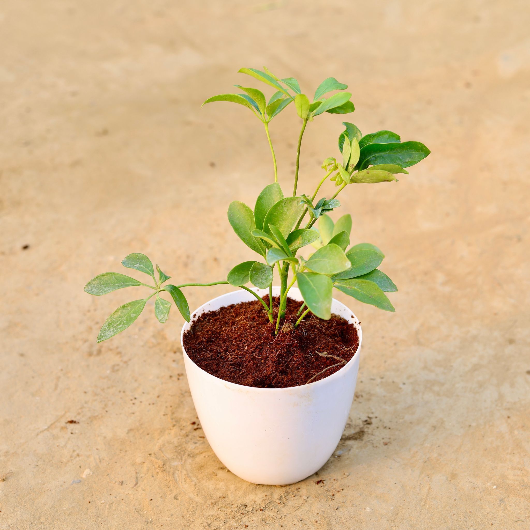 Schefflera Green in 6 Inch White Premium Orchid Round Plastic Pot