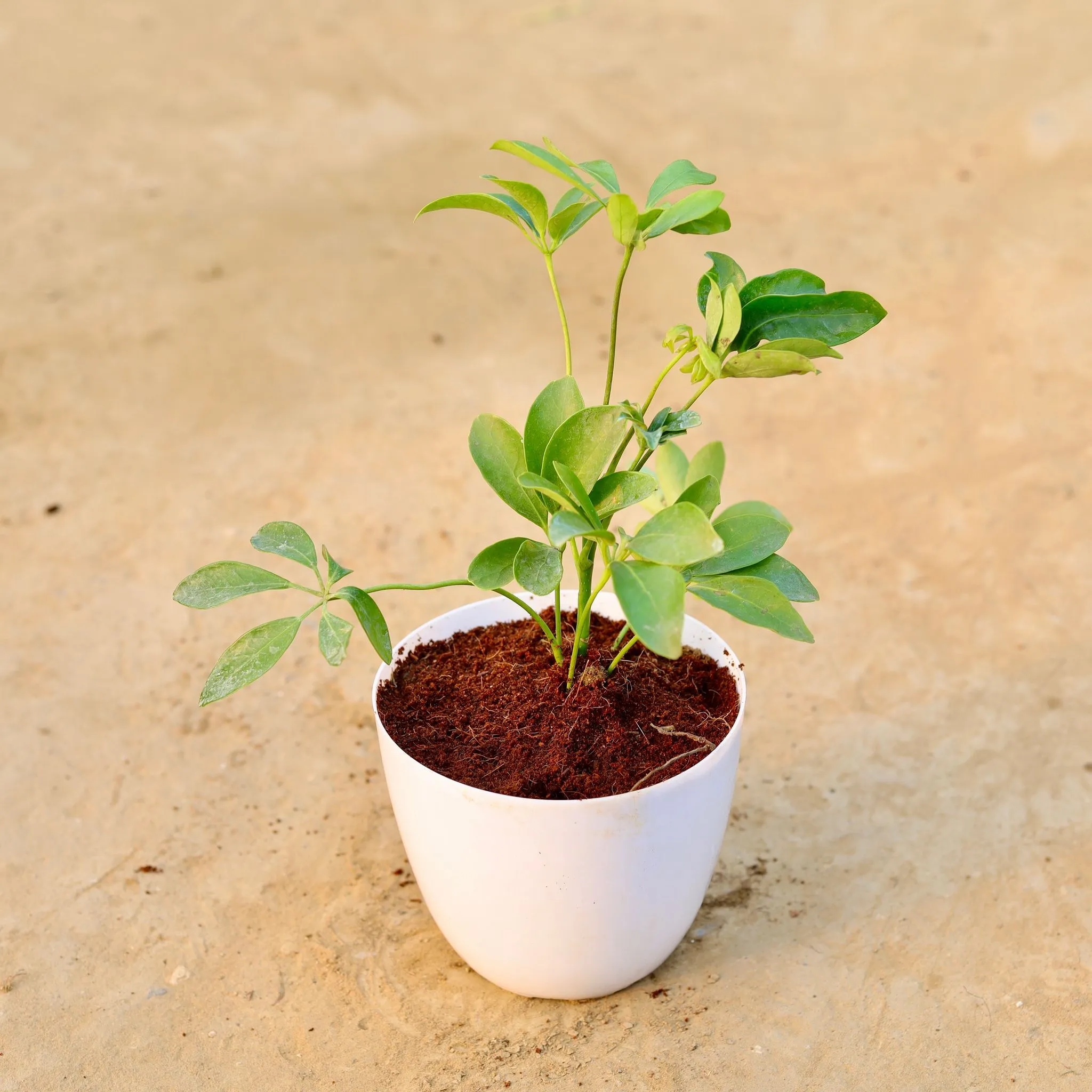 Schefflera Green in 6 Inch White Premium Orchid Round Plastic Pot