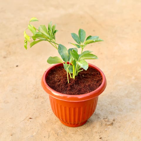 Schefflera Green in 8 Inch Terracotta Red Olive Plastic Pot