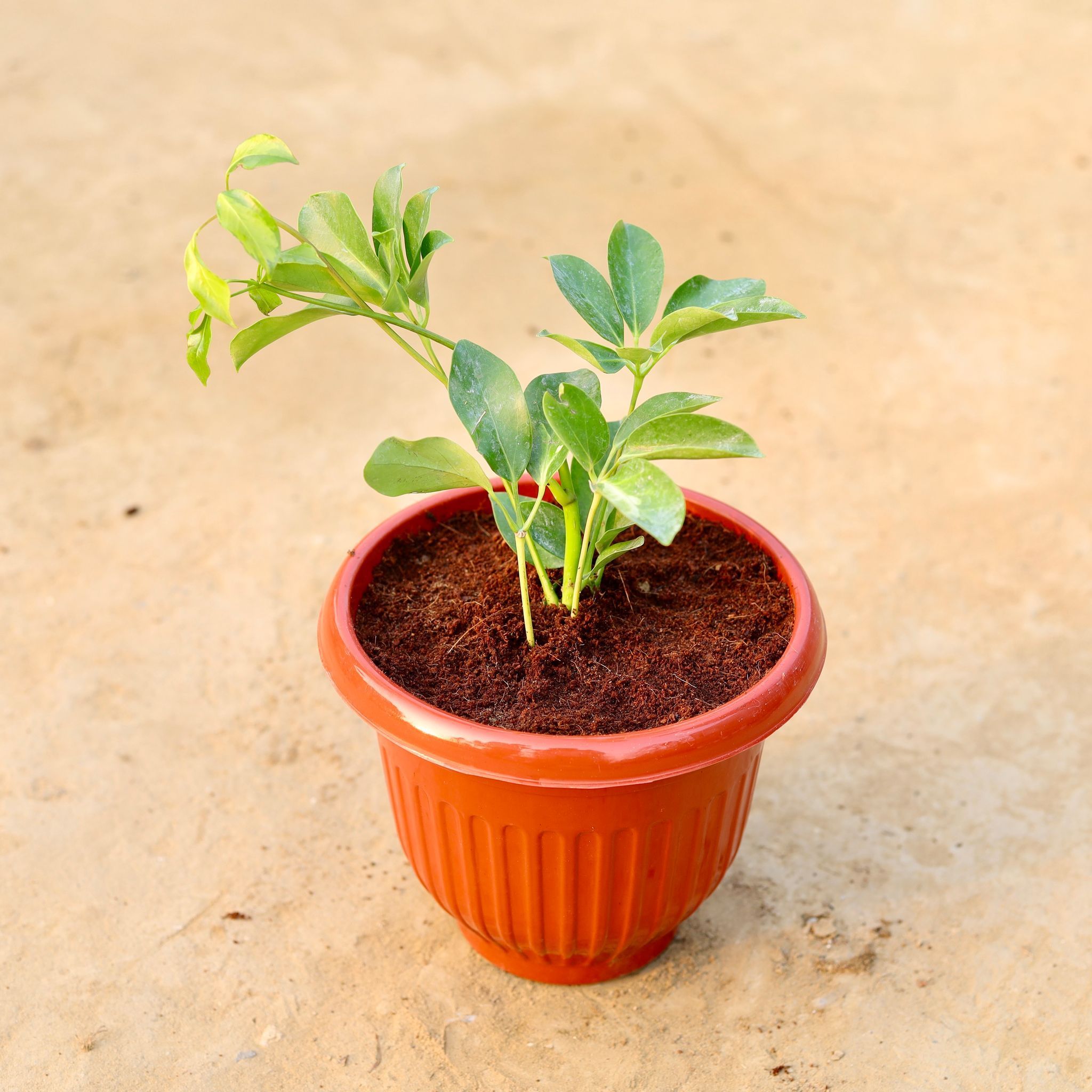 Schefflera Green in 8 Inch Terracotta Red Olive Plastic Pot