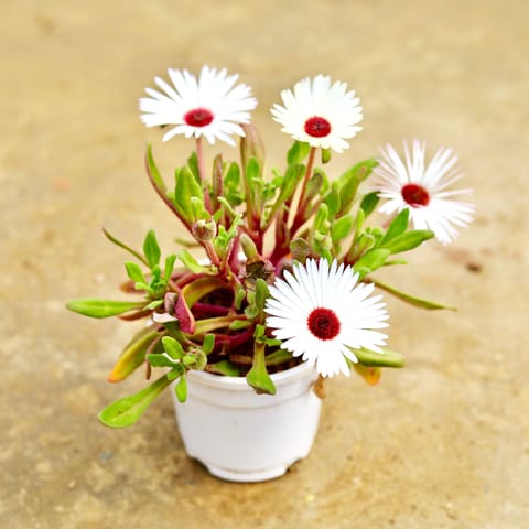 Ice Plant (any colour) in 4 Inch White Nursery Pot