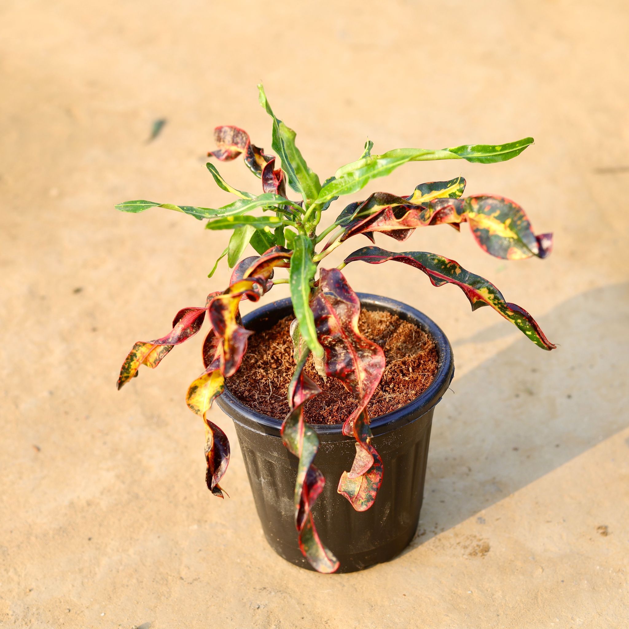 Croton Deadlocks in 6 Inch Black Super Nursery Pot