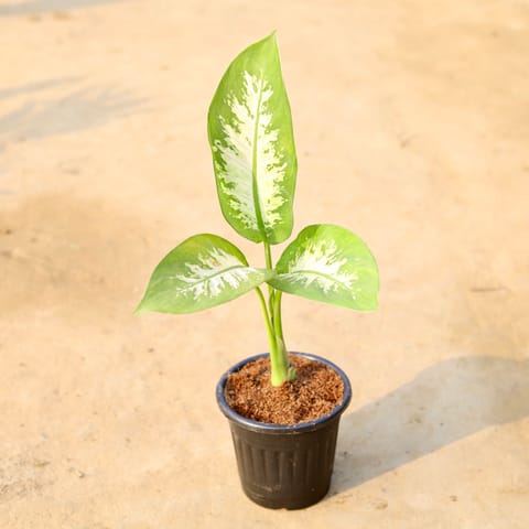 Dieffenbachia Seguine  in 6 Inch Black Super Nursery Pot