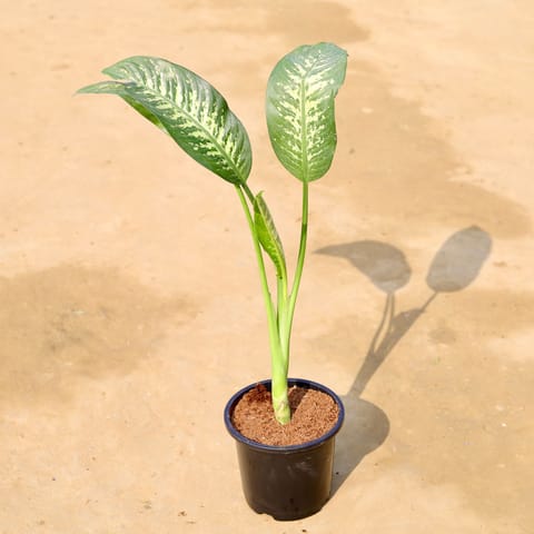 Dieffenbachia Seguine (~1.5 Ft) in 6 Inch Live Plant Black Super Nursery Pot