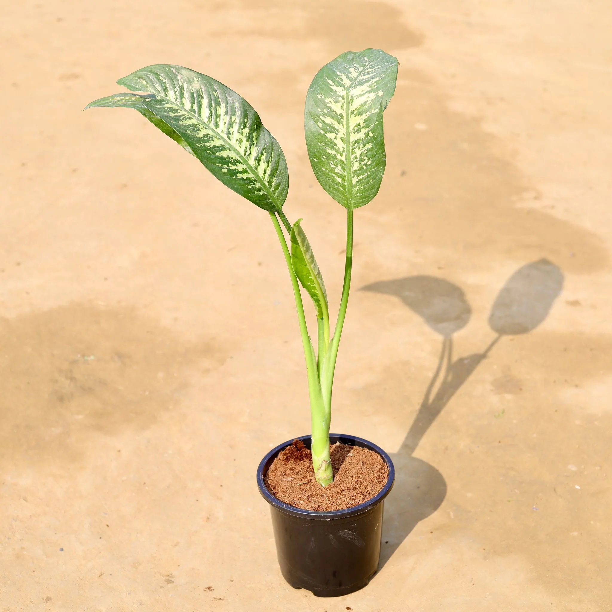 Dieffenbachia Seguine (~1.5 Ft) in 6 inch Black Super Nursery Pot