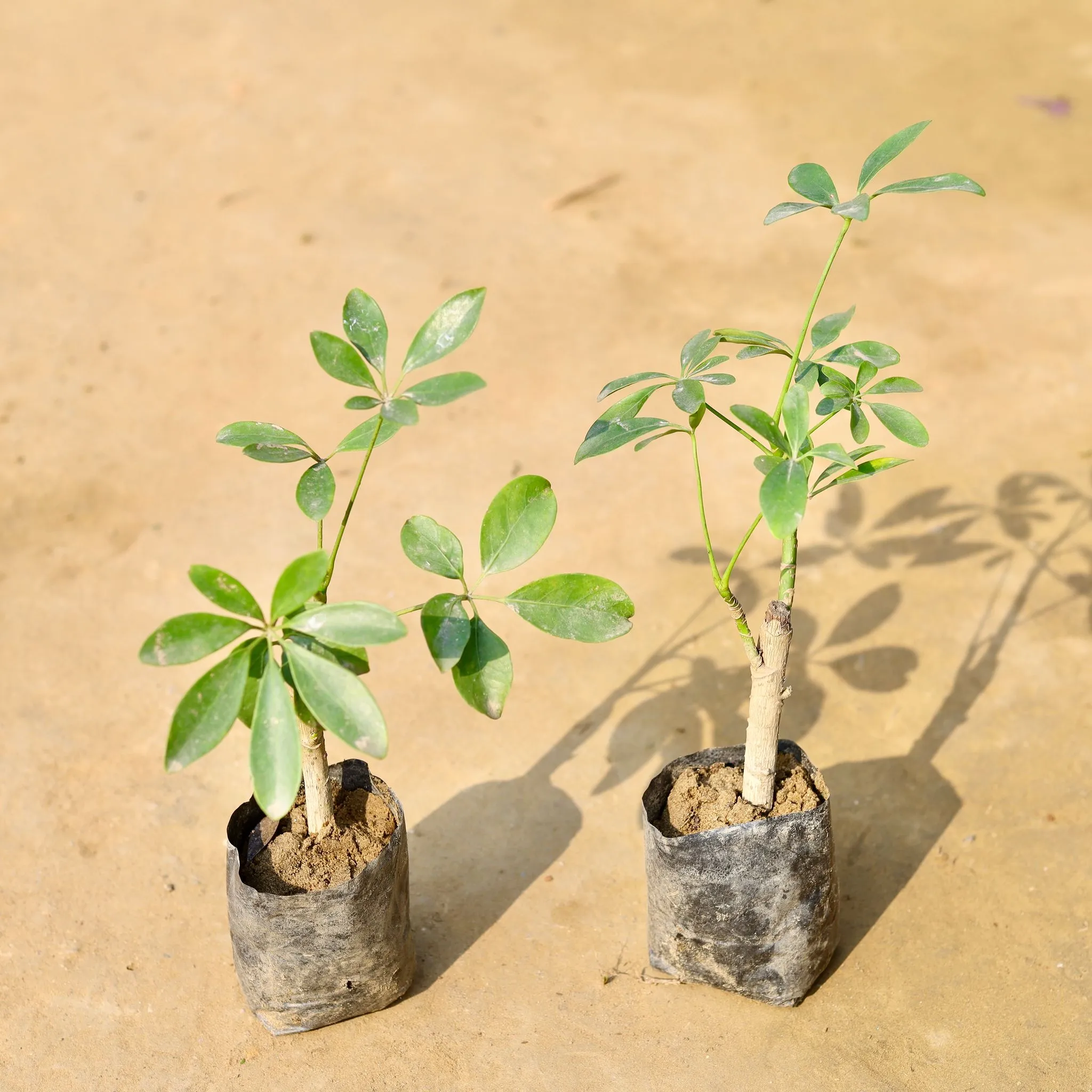 Set of 2 - Schefflera Green in 3 inch Nursery Bag