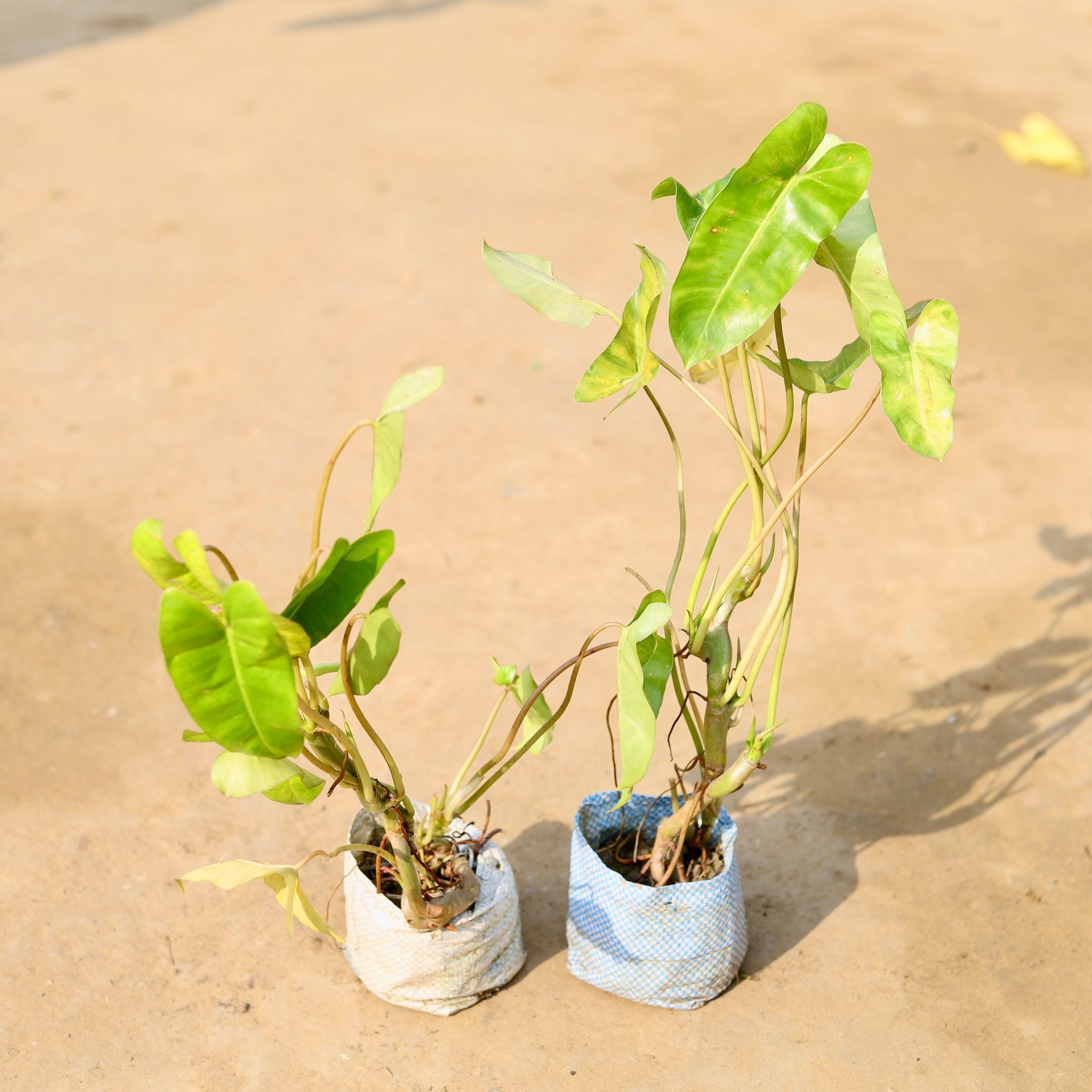 Set of 2 - Alocasia Green Paradise in 4 inch Nursery Bag
