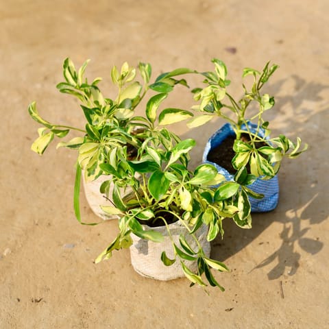 Set of 3 - Schefflera Brassia in 4 inch Nursery Bag