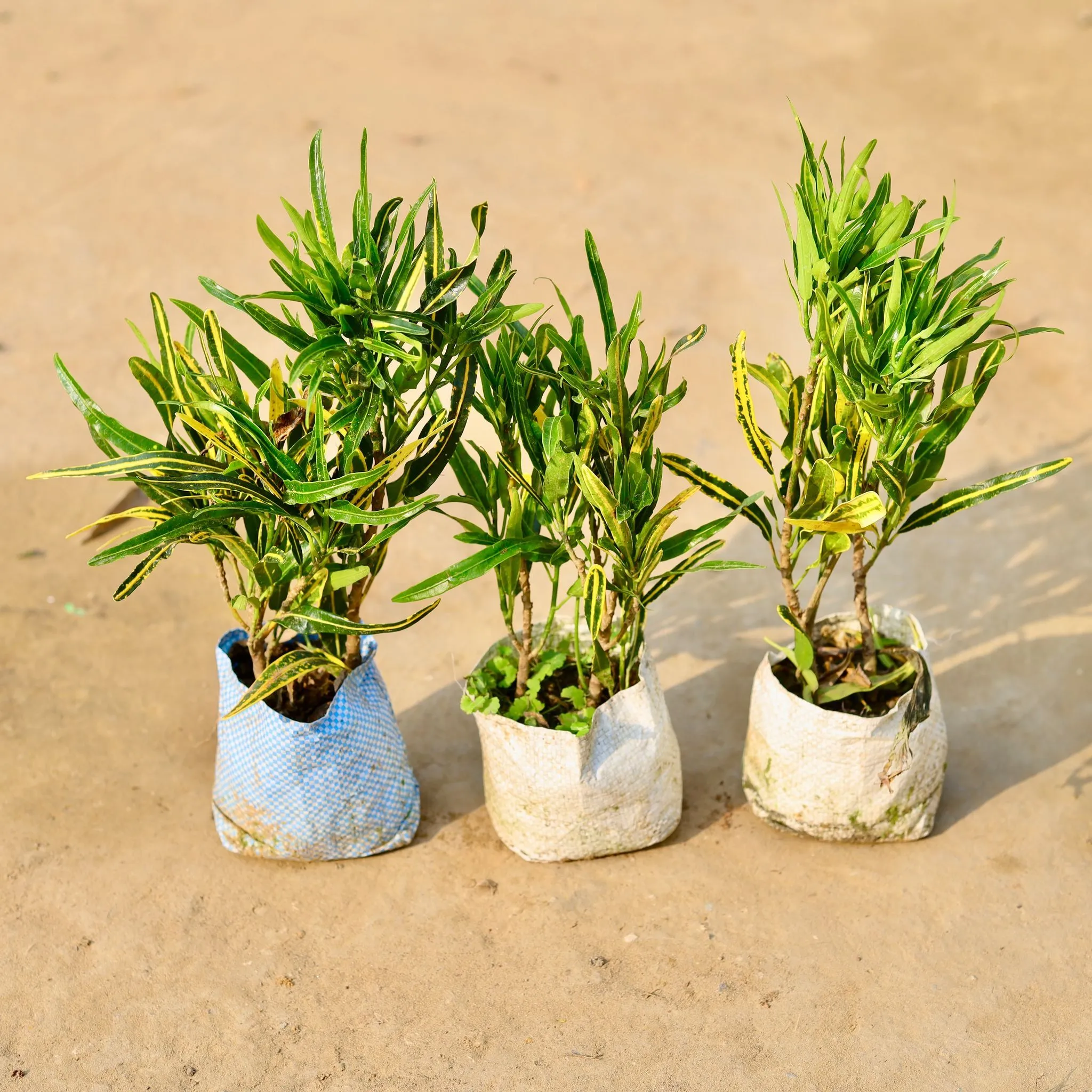 Set of 3 - Croton Sunny Star in 4 inch Nursery Bag