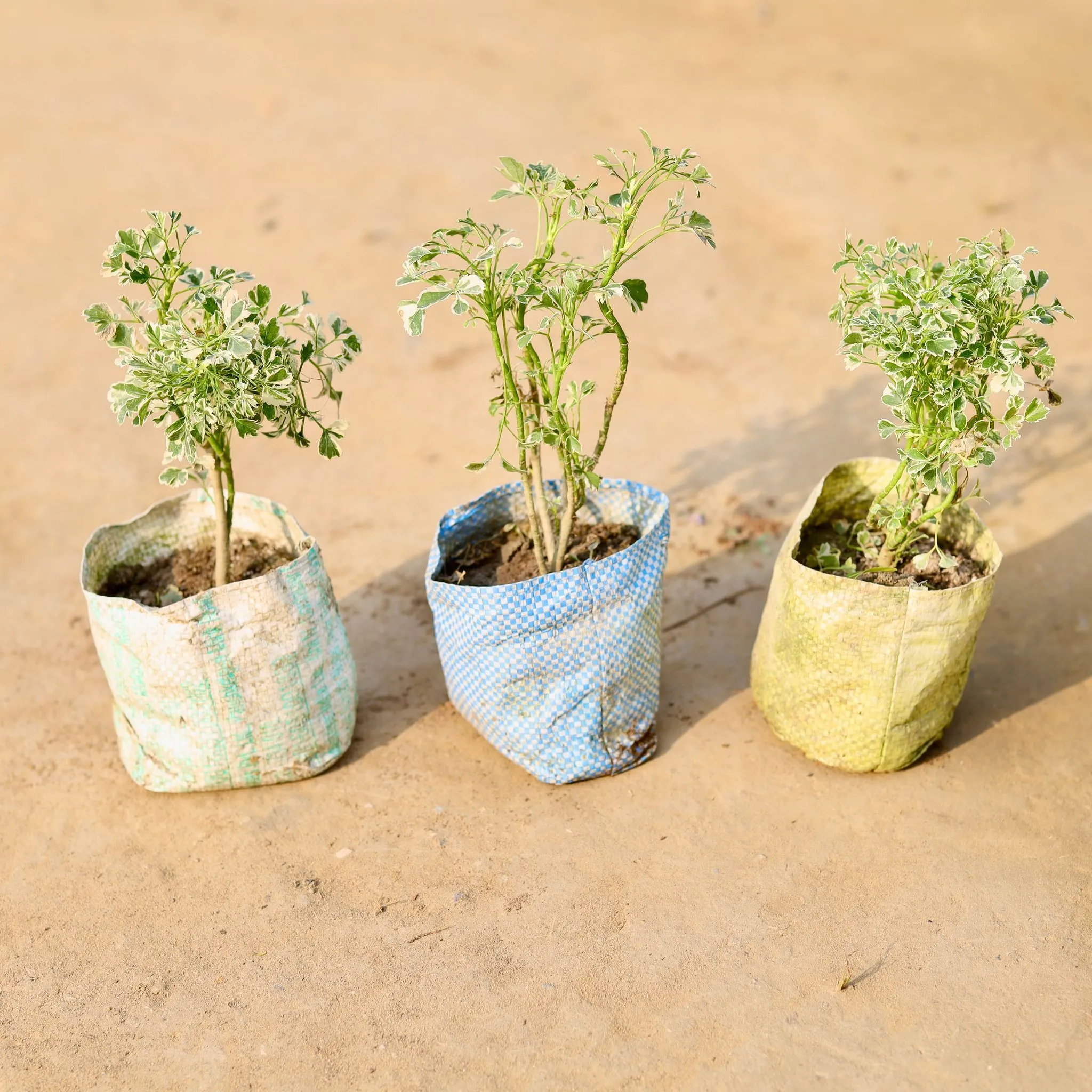 Set of 3 - Aralia White Mini in 3 inch Nursery Bag