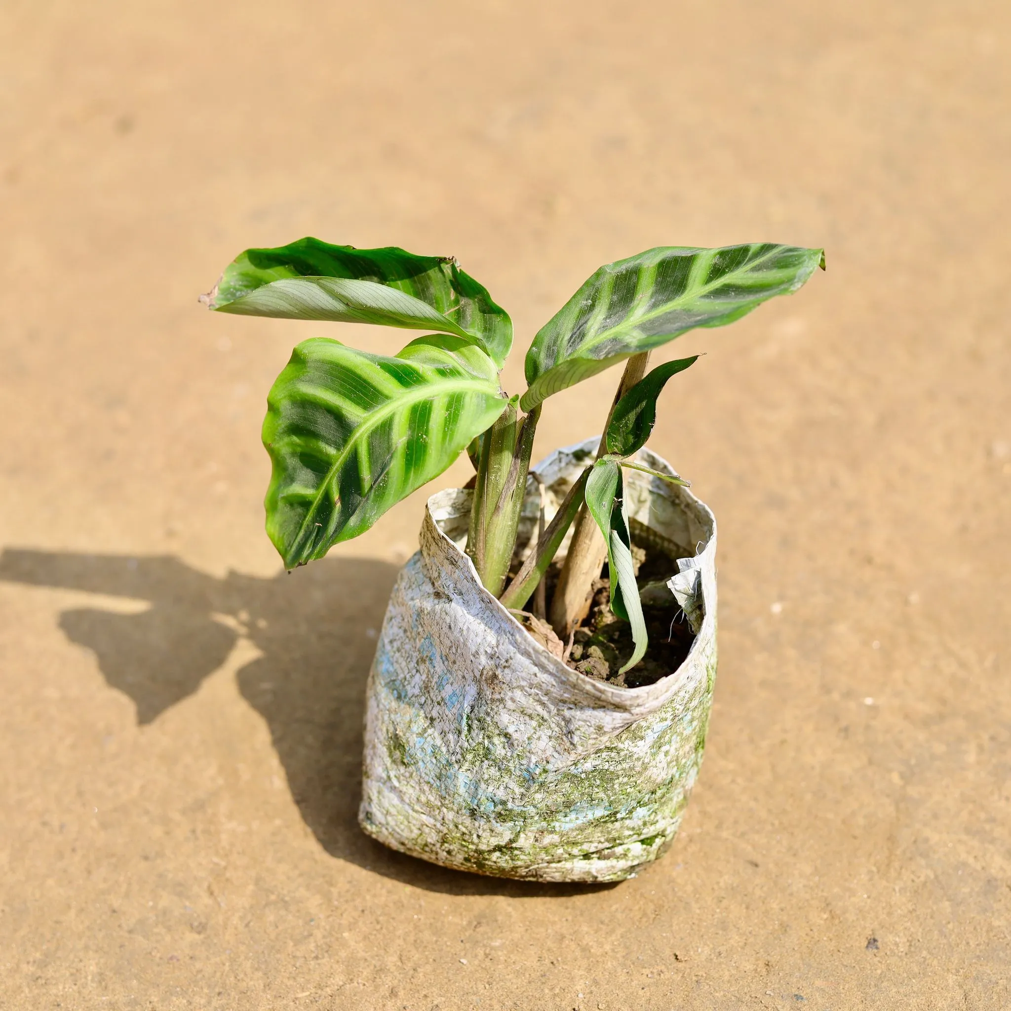Calathea Marantha in 4 inch Nursery Bag
