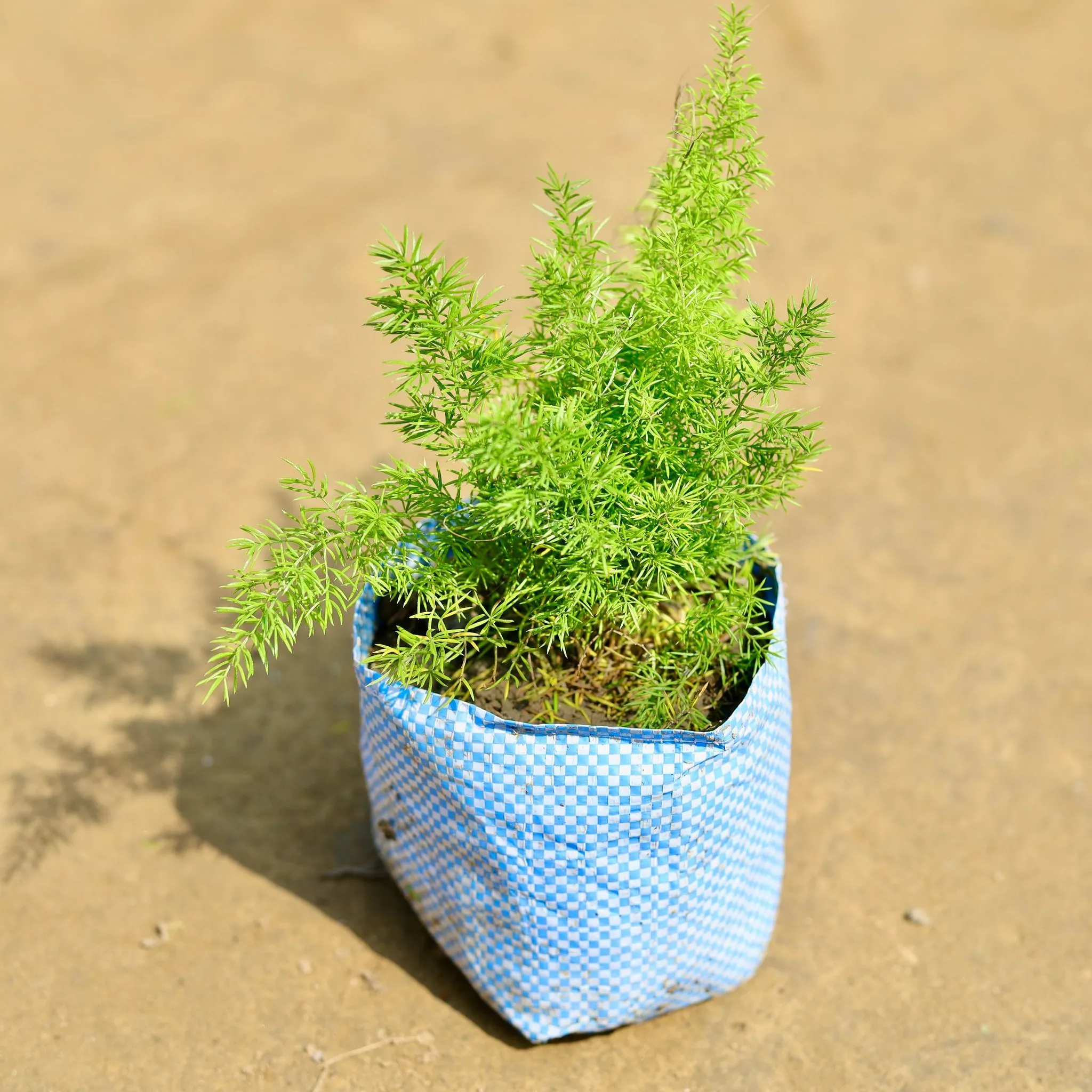 Asparagus Mary in 4 inch Nursery Bag