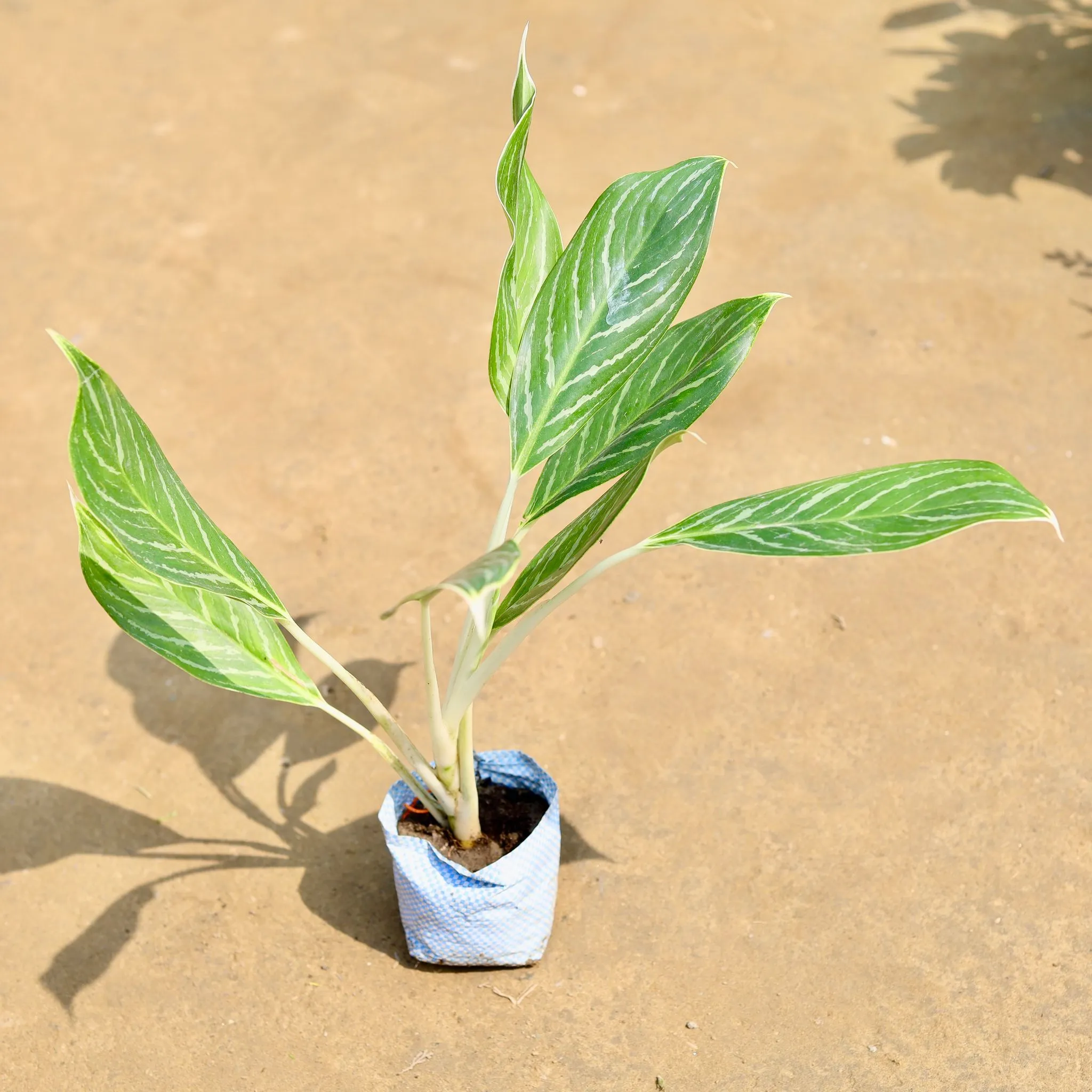 Aglaonema Golden Madonna in 4 inch Nursery Bag