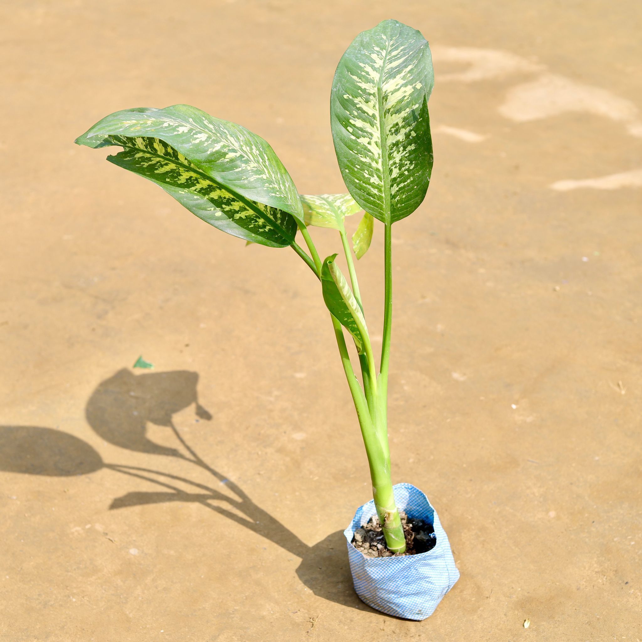 Dieffenbachia Seguine ( 1.5 Ft) in 5 inch Nursery Bag