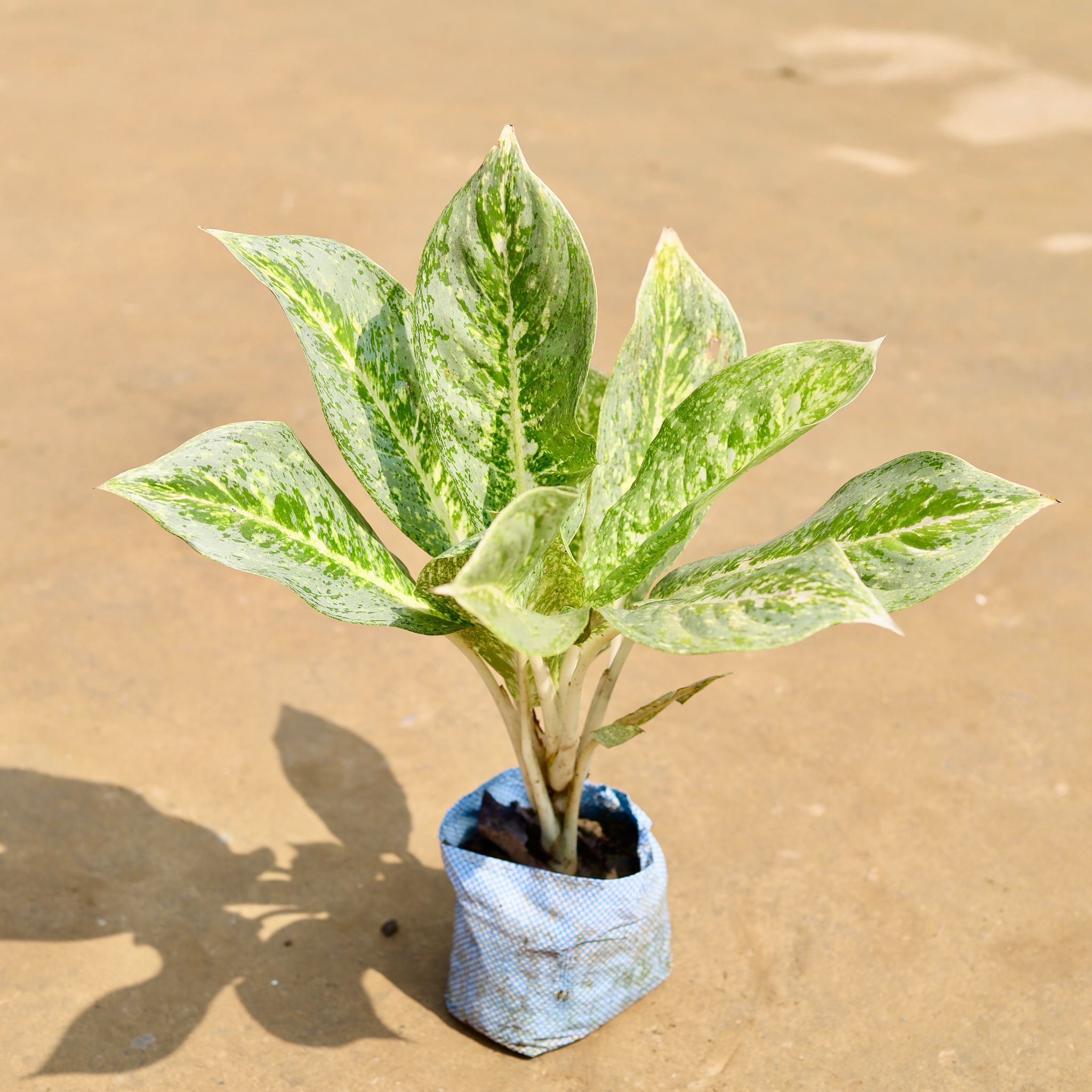 Exotic Aglaonema Sparkles Bushy in 5 inch Nursery Bag