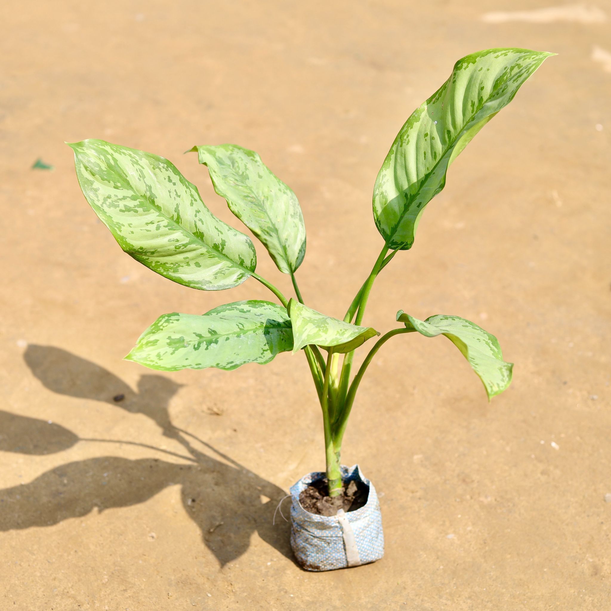 Aglaonema Silver King in 3 inch Nursery Bag