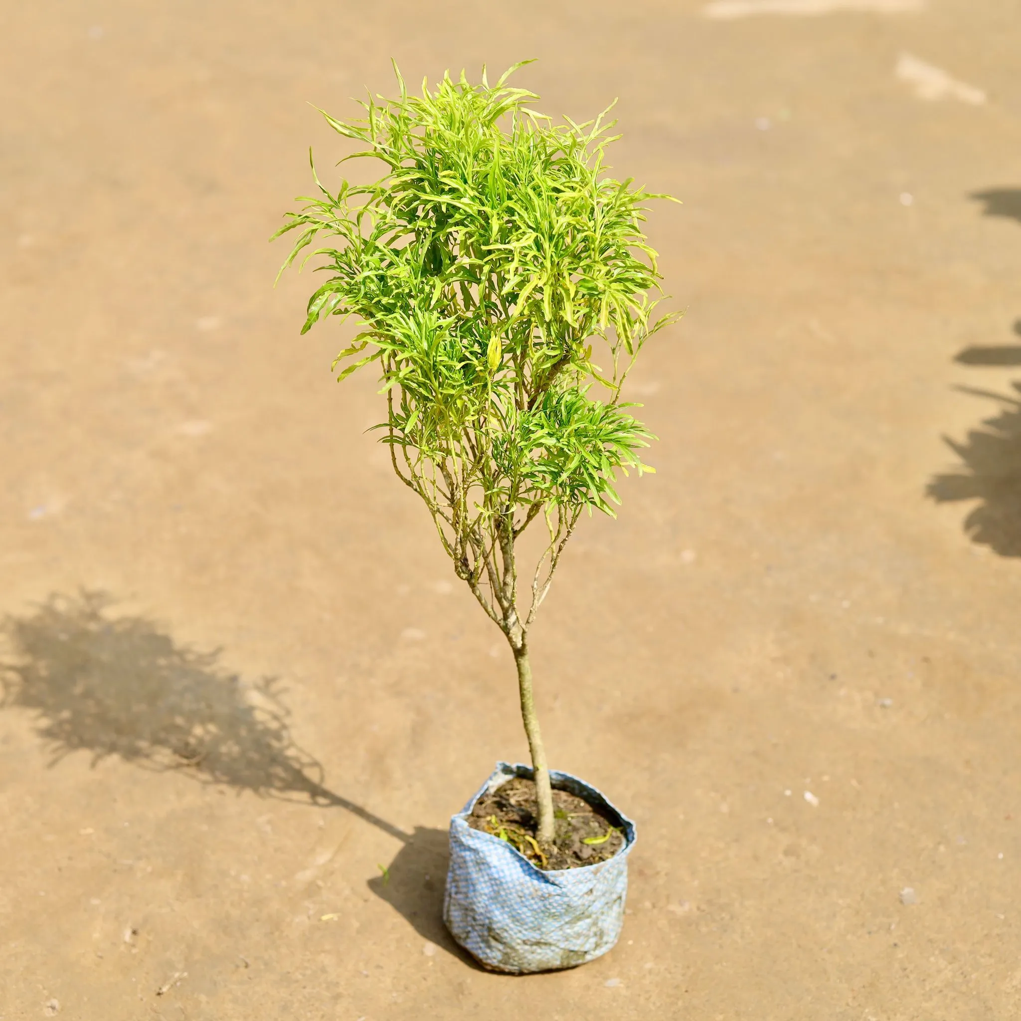Aralia Golden Cascade in 4 inch Nursery Bag