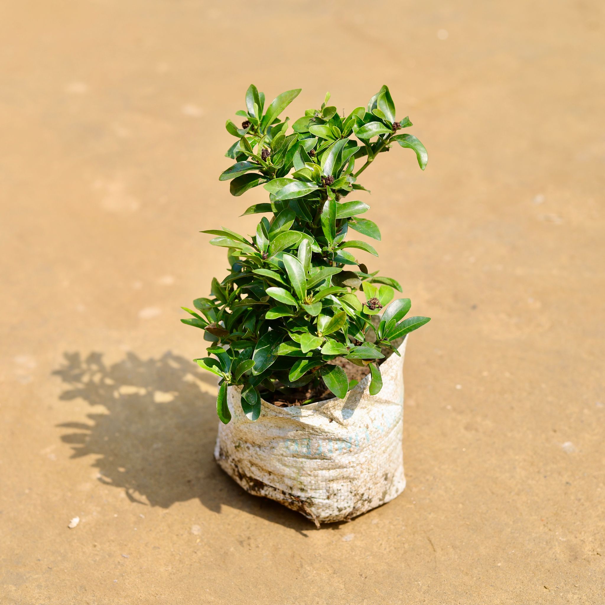 Ixora Red Mini in 4 inch Nursery Bag