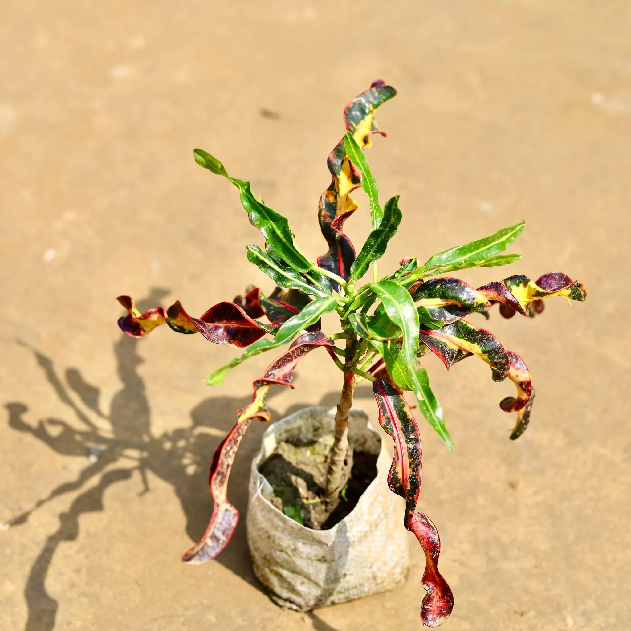 Croton Deadlocks in 4 inch Nursery Bag