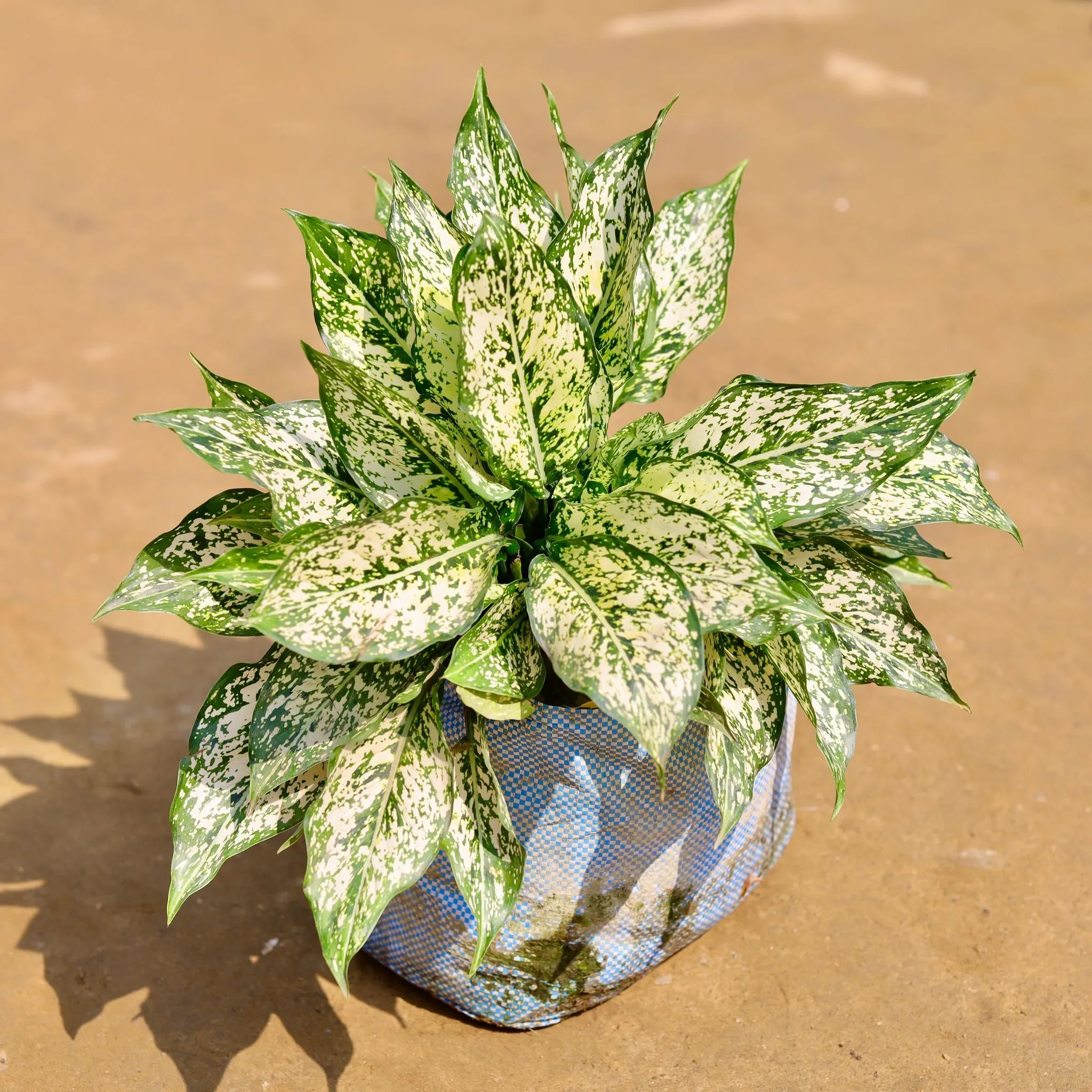 XXL Mother Aglaonema Snow White in 10 inch Nursery Bag