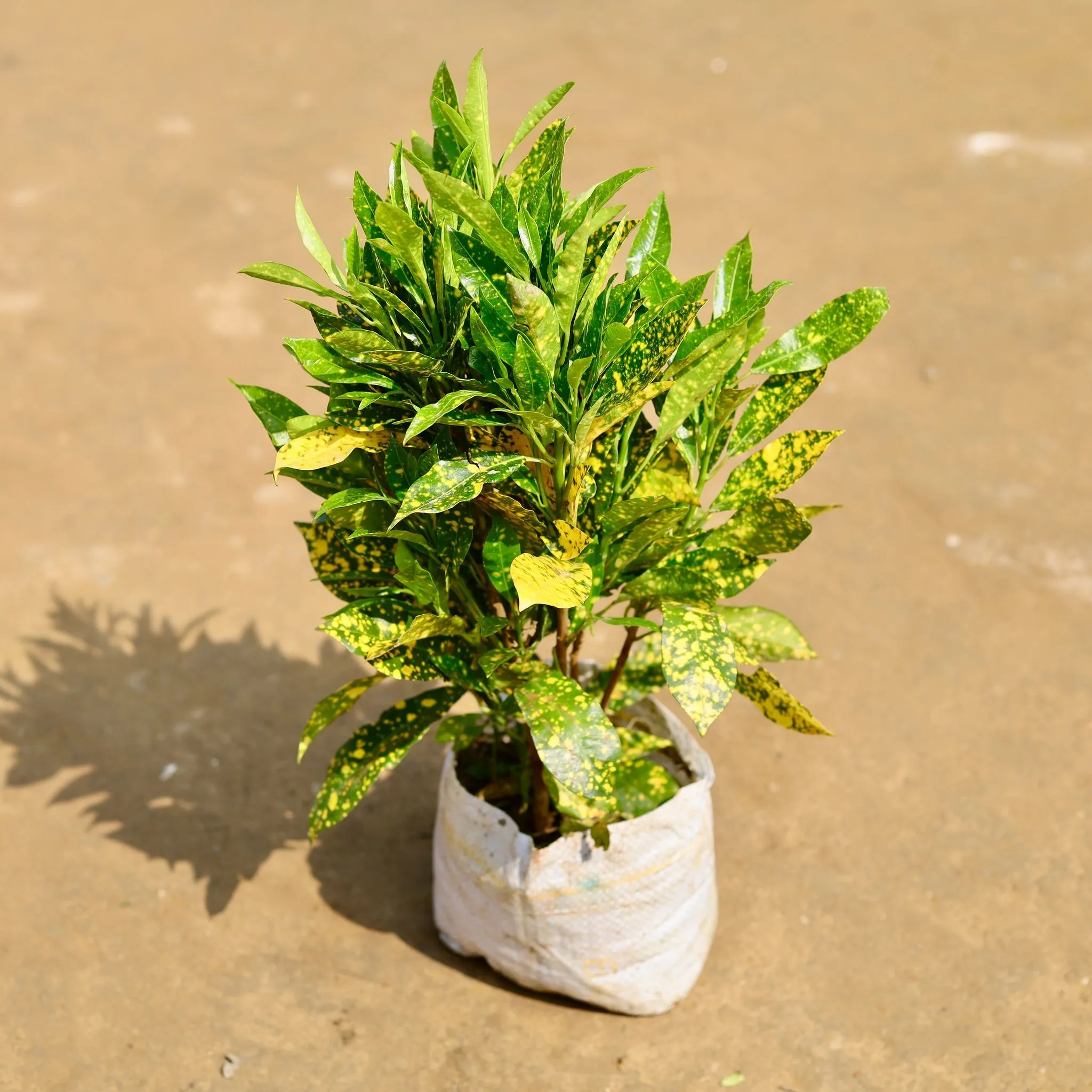 Baby Croton Bushy in 6 inch Nursery Bag