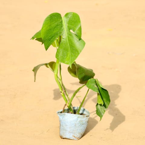 Monstera Deliciosa in 3 Inch Live Plant Nursery Bag