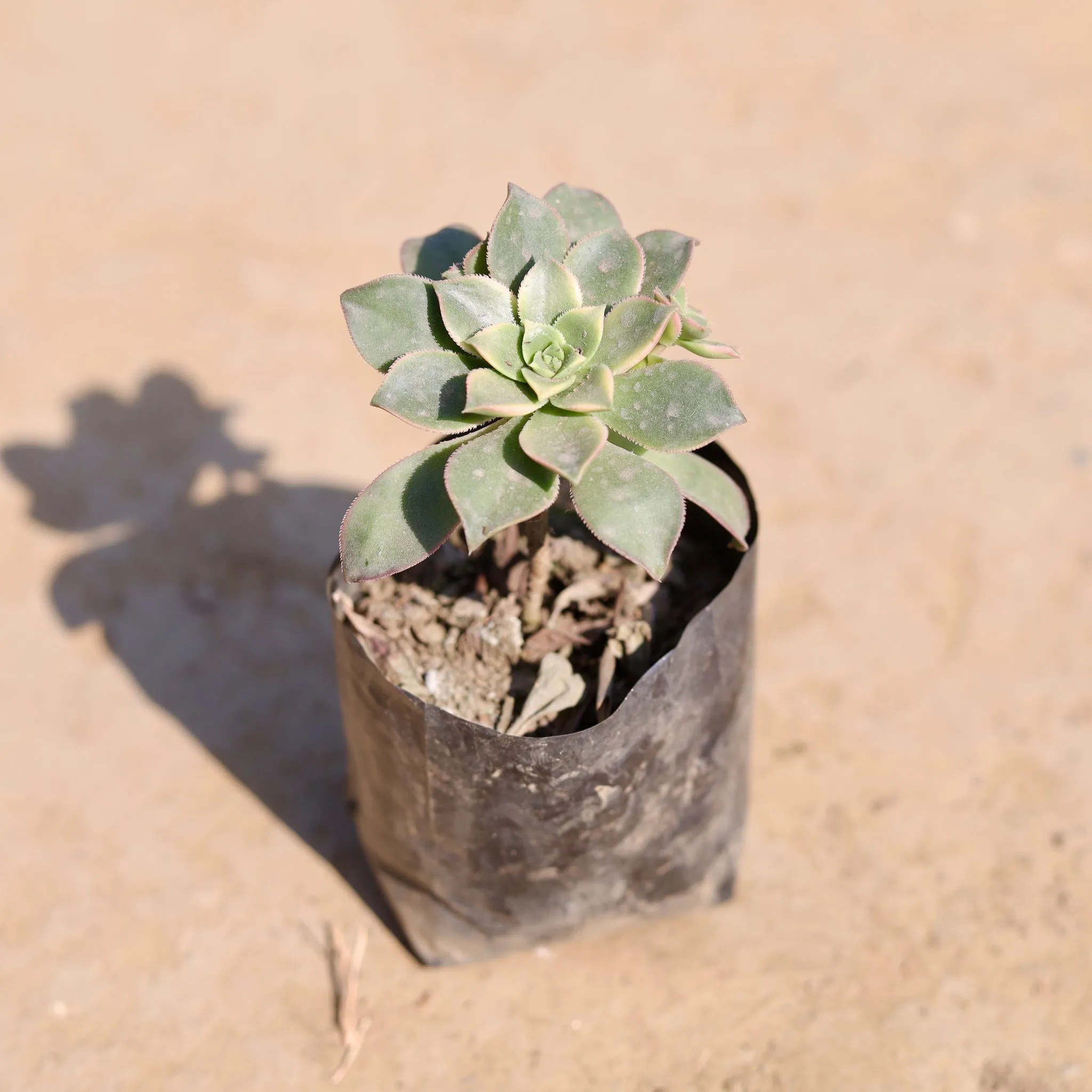 Ghost Plant / Mother of Pearl Plant in 3 Inch Nursery Bag