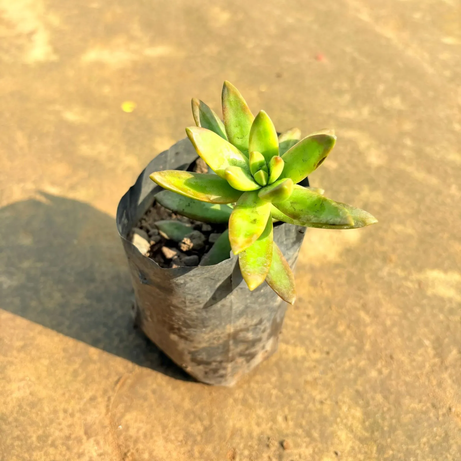 Sedum Adolphi in 4 Inch Nursery Bag