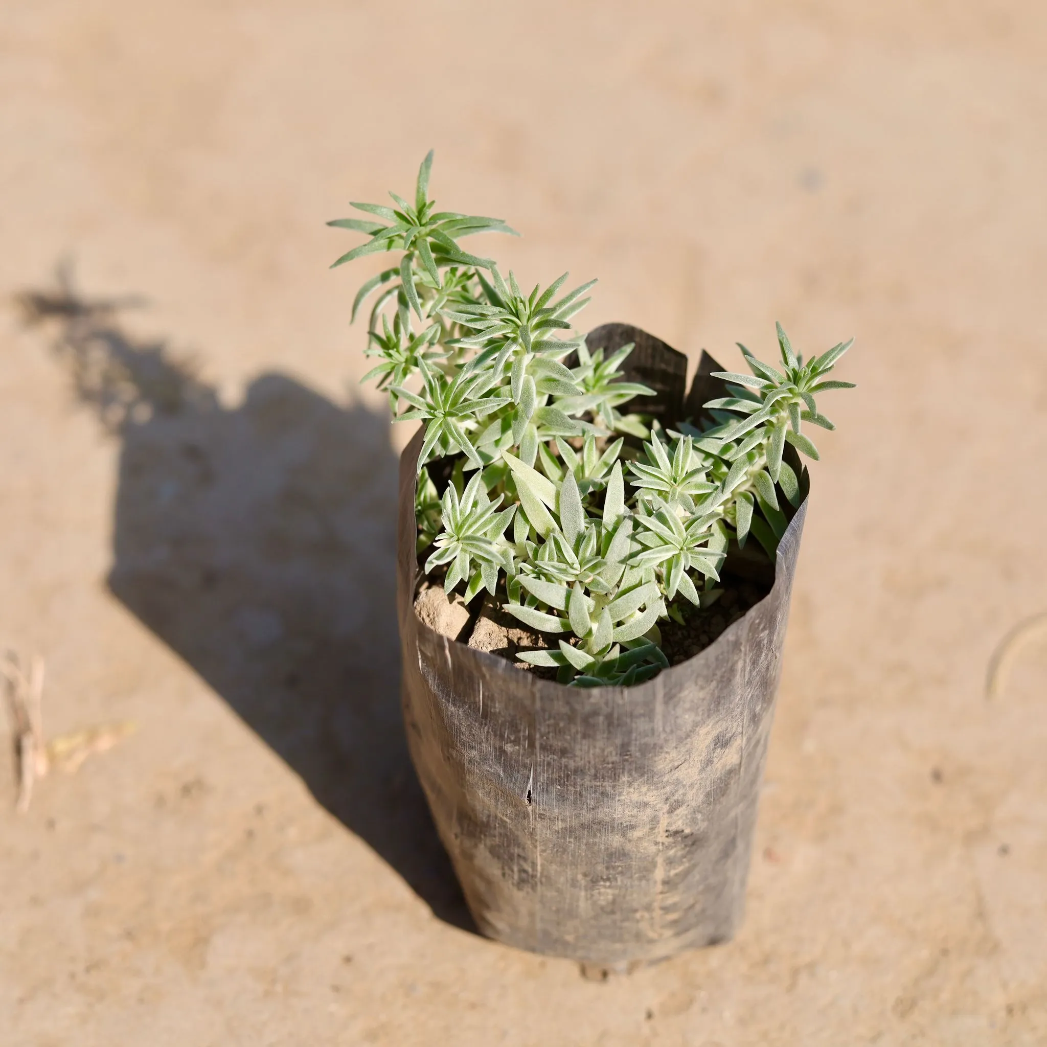 Sedum Lineare Succulent in 3 Inch Nursery Bag