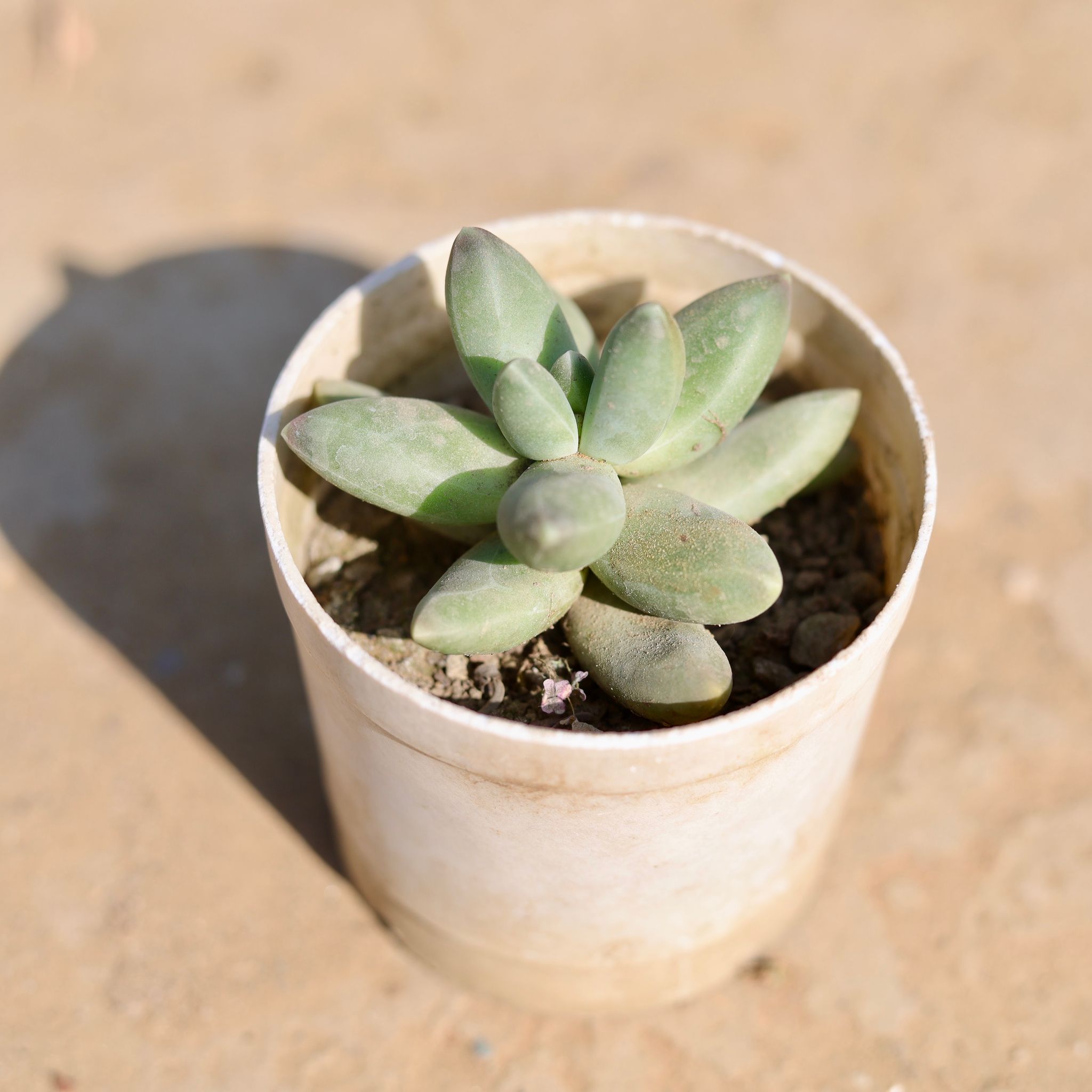 Pachyphyutum Compactum in 4 Inch Nursery Pot