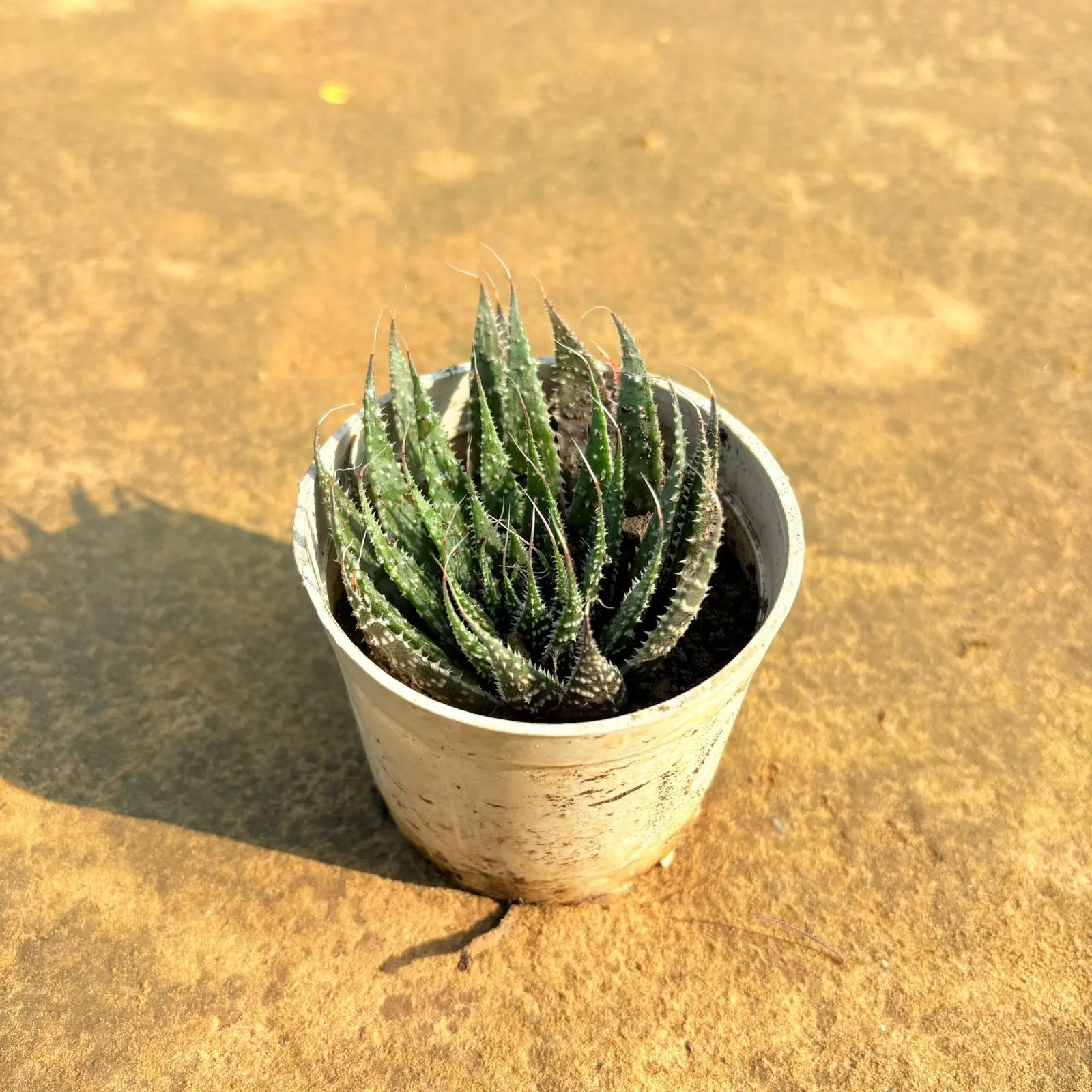 Haworthia Aristata / Lace Aloe in 4 Inch Nursery Bag
