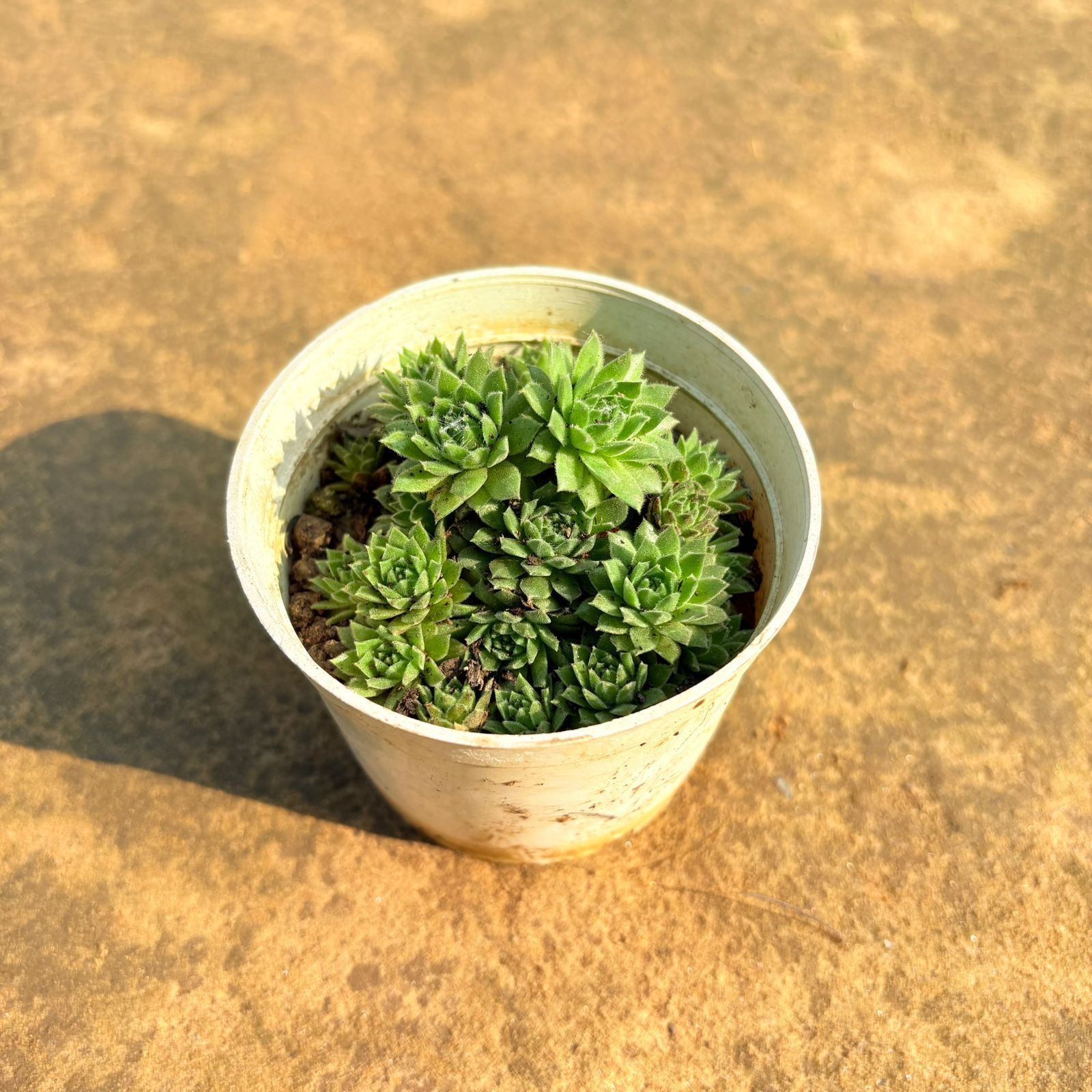 Sempervivum Arachnoideum Succulent in 4 Inch Nursery Pot