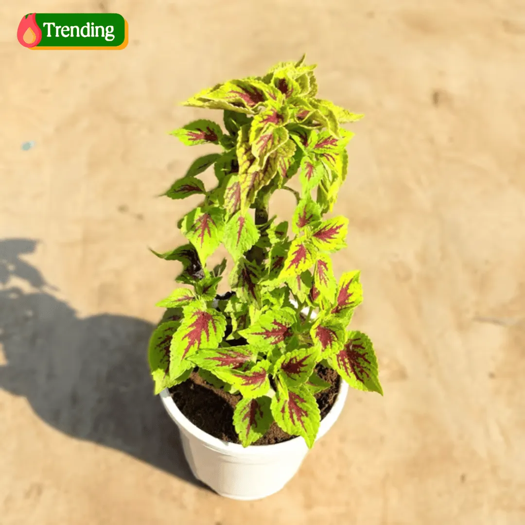 Coleus Yellow (Any Design) in 4 Inch White Nursery Pot