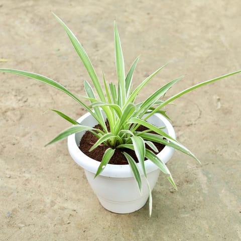 Spider in 10 Inch White Classy Plastic Pot