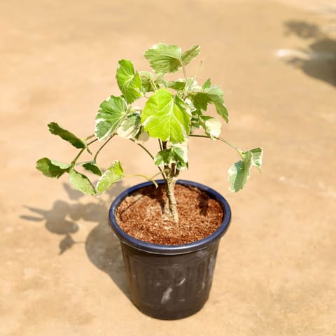 Aralia Dinner Plate in 6 inch Black Super Nursery Pot