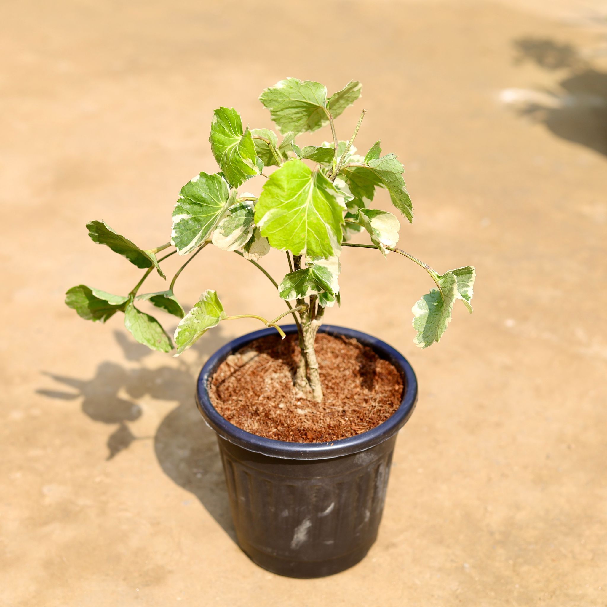 Aralia Dinner Plate in 6 inch Black Super Nursery Pot
