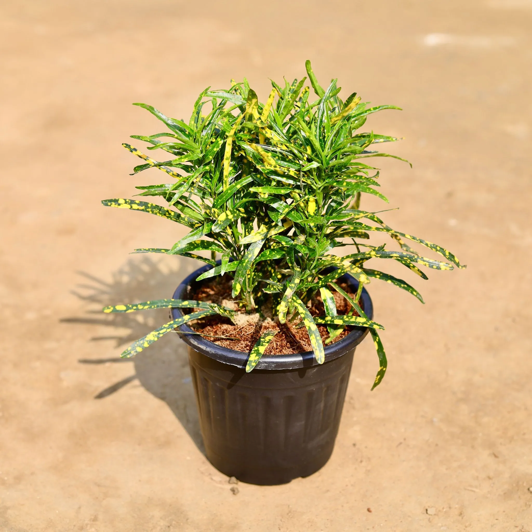 Chironji Croton in 6 inch Black Super Nursery Pot