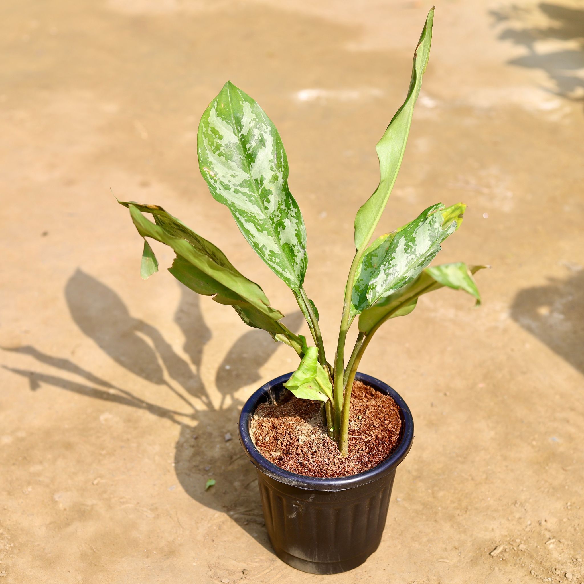 Aglaonema Fillipica in 6 inch Black Super Nursery Pot