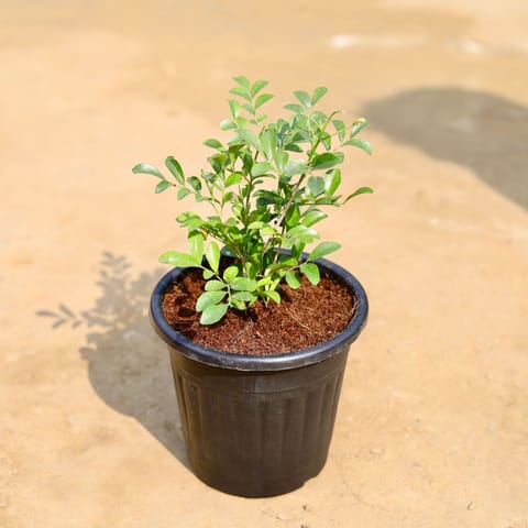 Madhu Kamini White  in 6 Inch Live Plant Black Super Nursery Pot